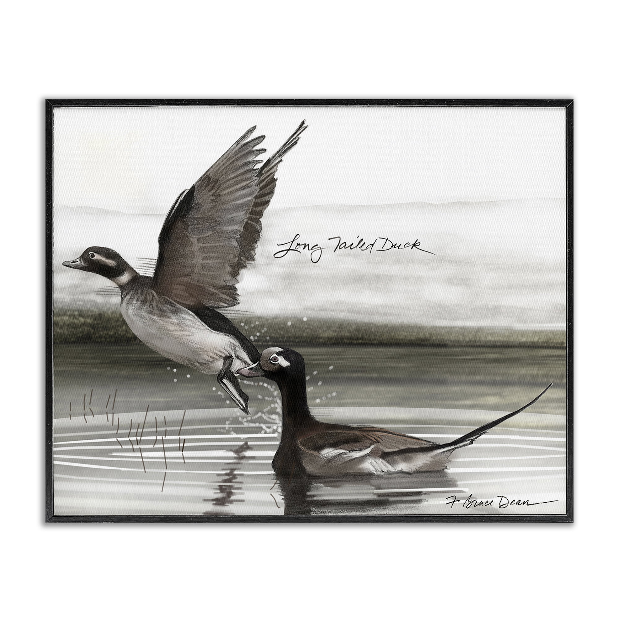 Stupell Industries Long Tailed Duck Animals & Insects Painting Black Framed Art Print Wall Art, 14 x 11
