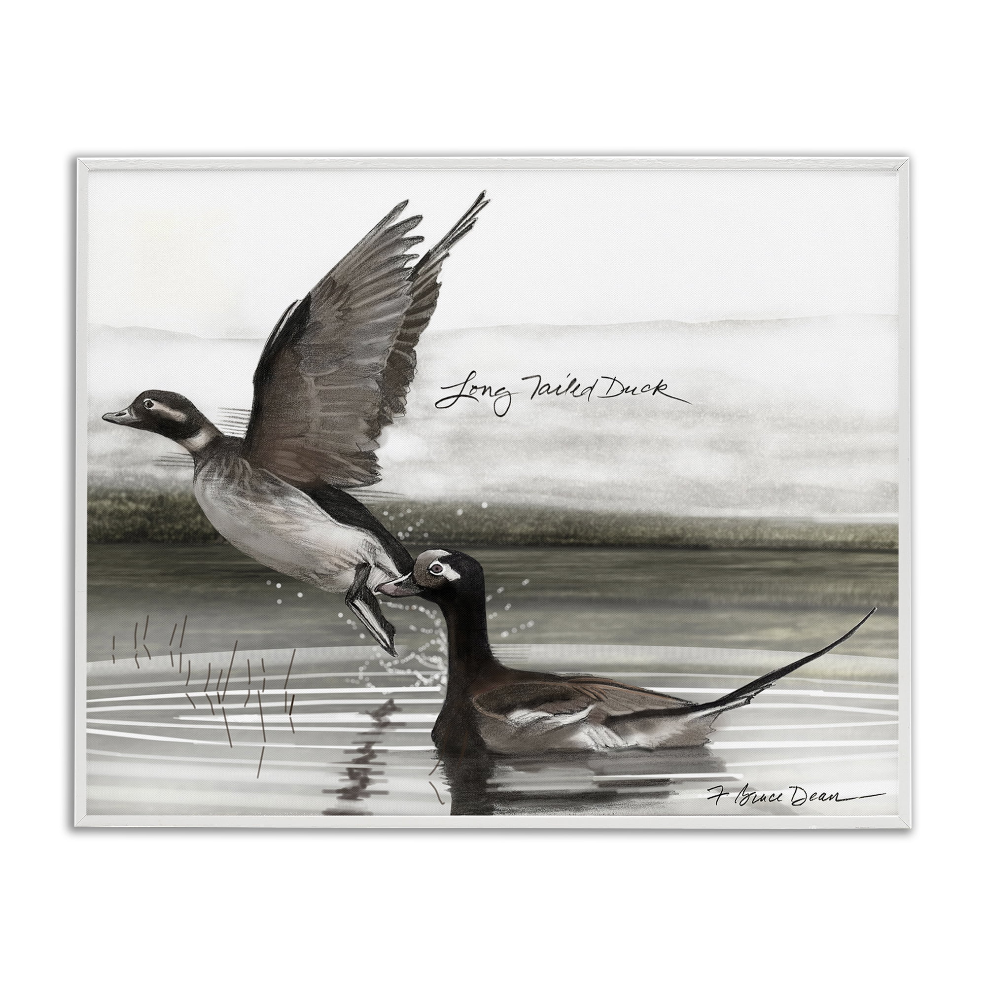 Stupell Industries Long Tailed Duck Animals & Insects Painting White Framed Art Print Wall Art, 14 x 11