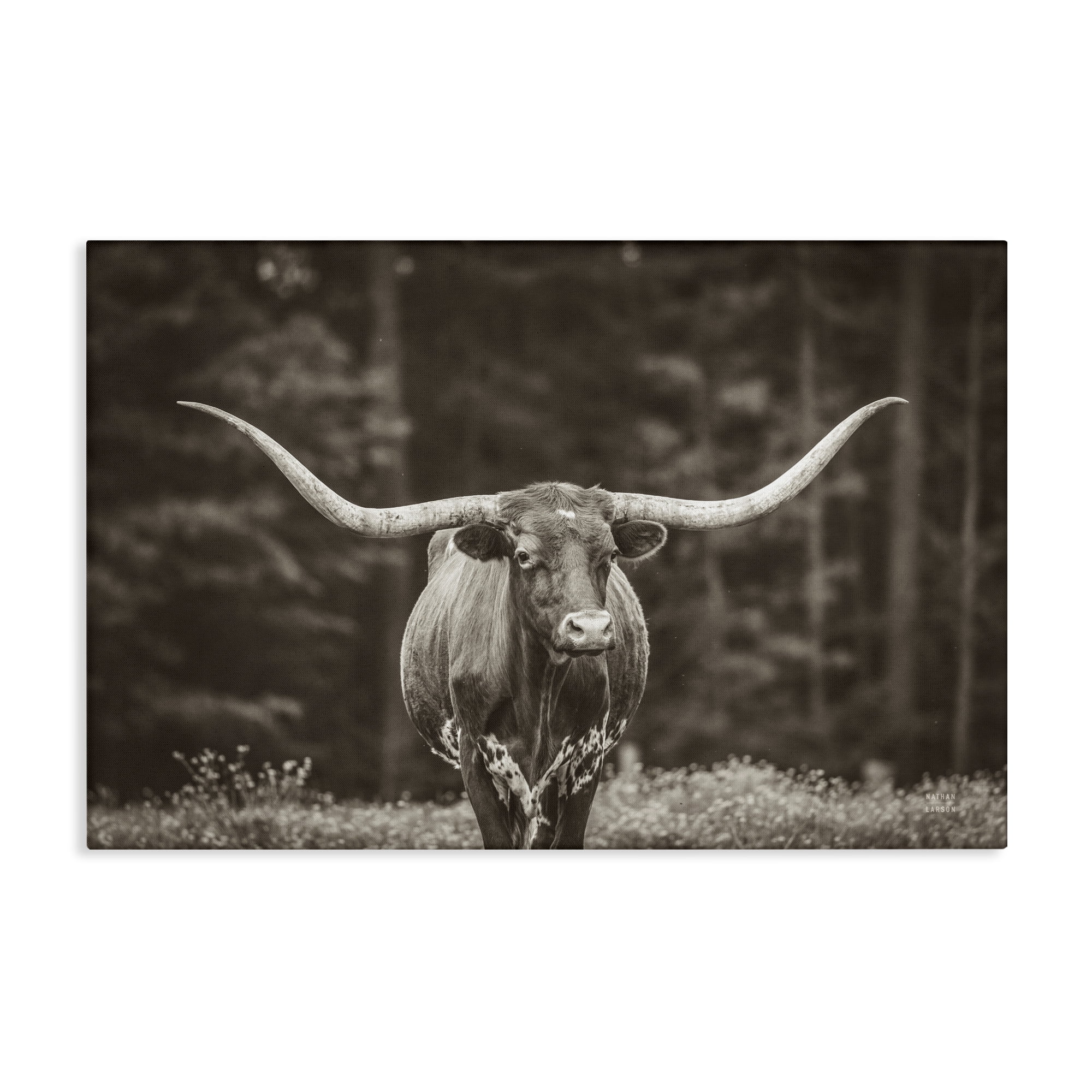 Stupell Industries Longhorn Among Flowers Animals Photography Wrapped Canvas Art Print Wall Art, 24 x 16