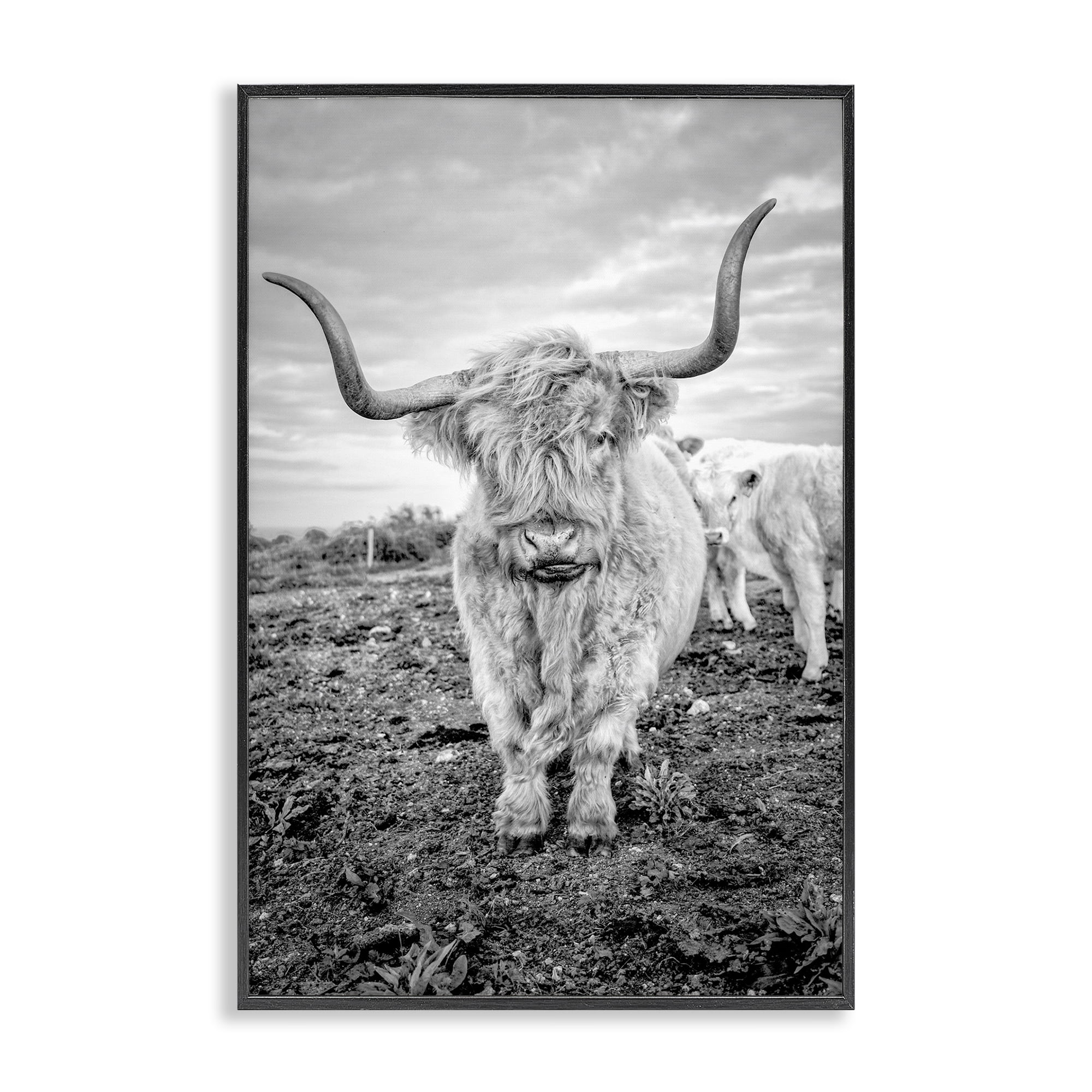 Stupell Industries Longhorn Calf Family Animals & Insects Photography Black Framed Art Print Wall Art, 12 x 18