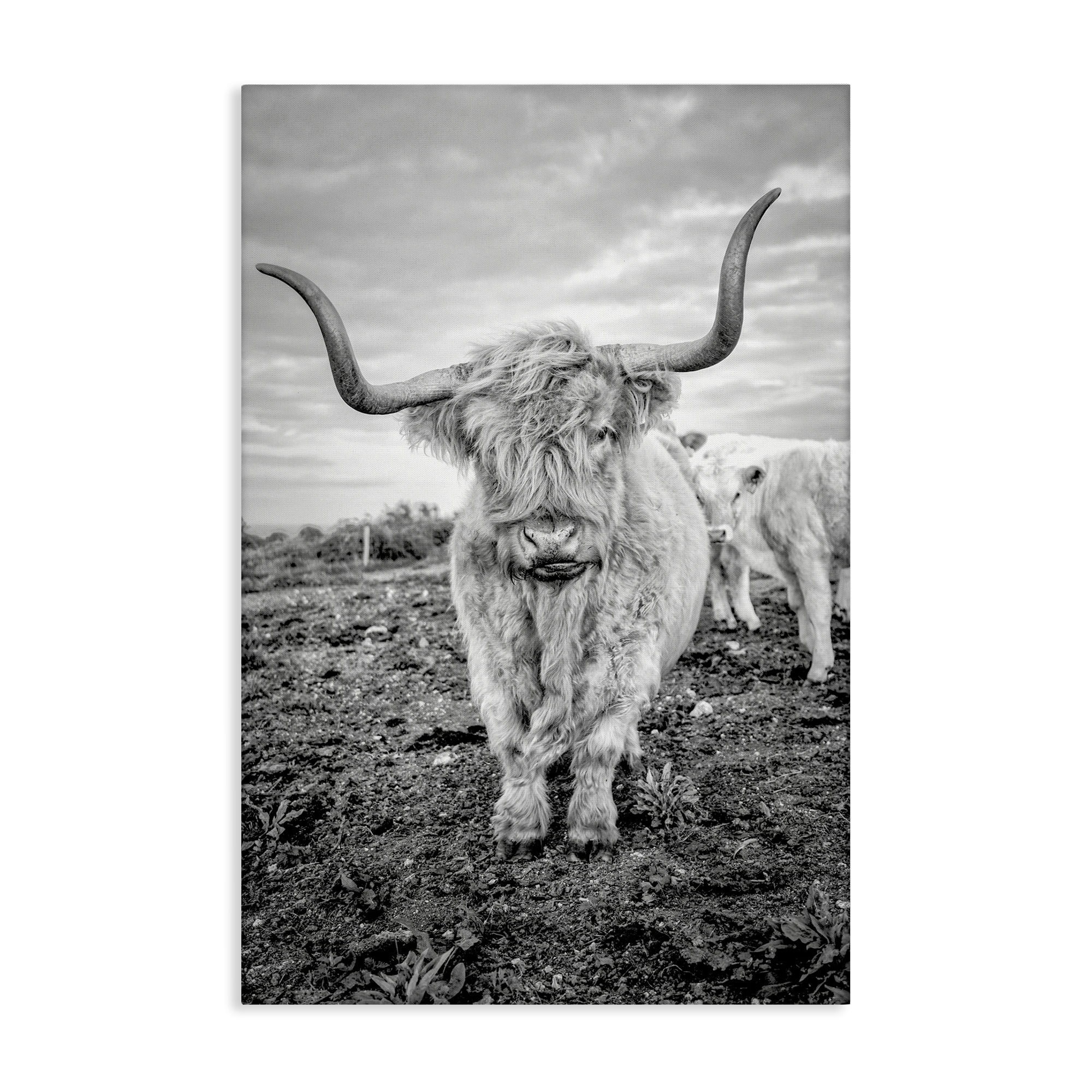 Stupell Industries Longhorn Calf Family Animals & Insects Photography Gallery Wrapped Canvas Art Print Wall Art, 30 x 45