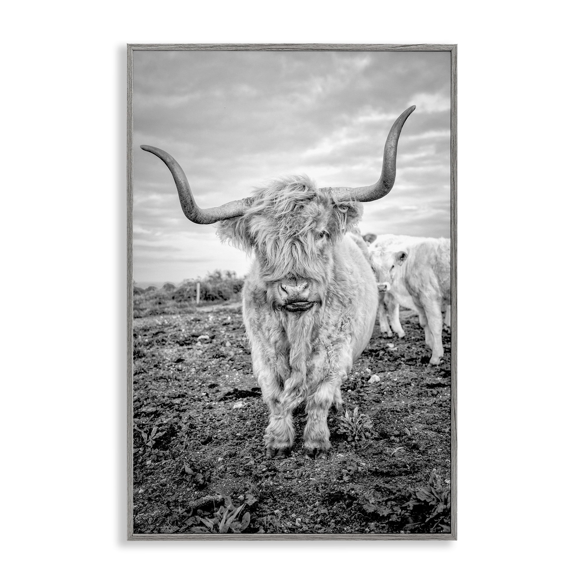 Stupell Industries Longhorn Calf Family Animals & Insects Photography Gray Framed Art Print Wall Art, 16 x 24