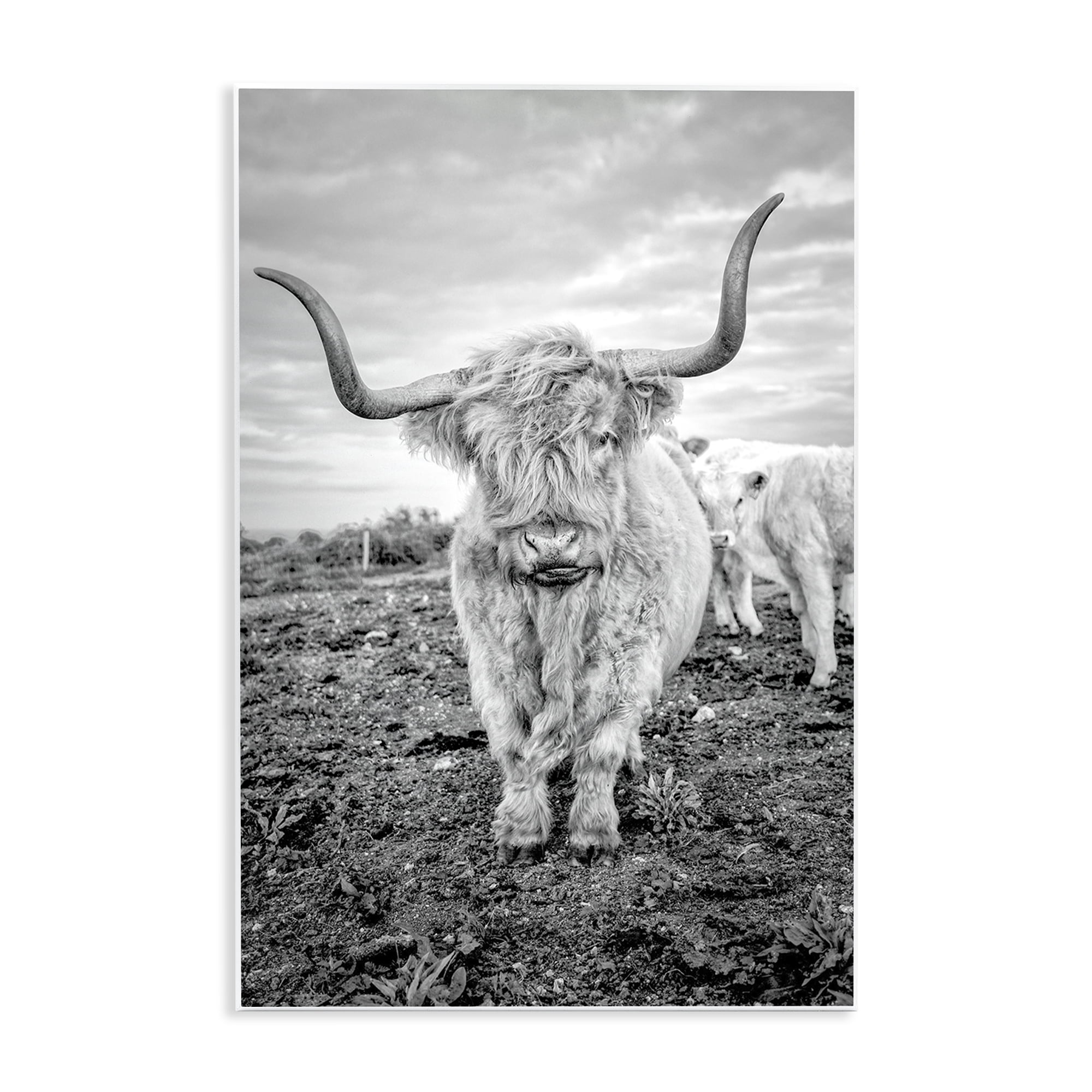 Stupell Industries Longhorn Calf Family Animals & Insects Photography Unframed Art Print Wall Art, 13 x 19
