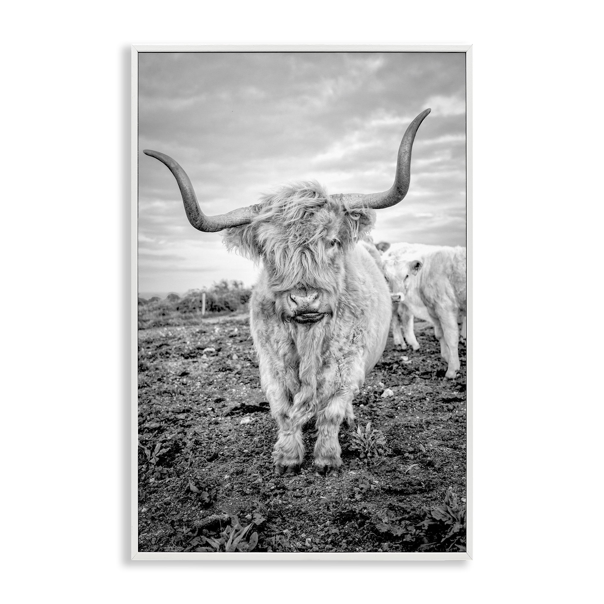 Stupell Industries Longhorn Calf Family Animals & Insects Photography White Framed Art Print Wall Art, 20 x 30