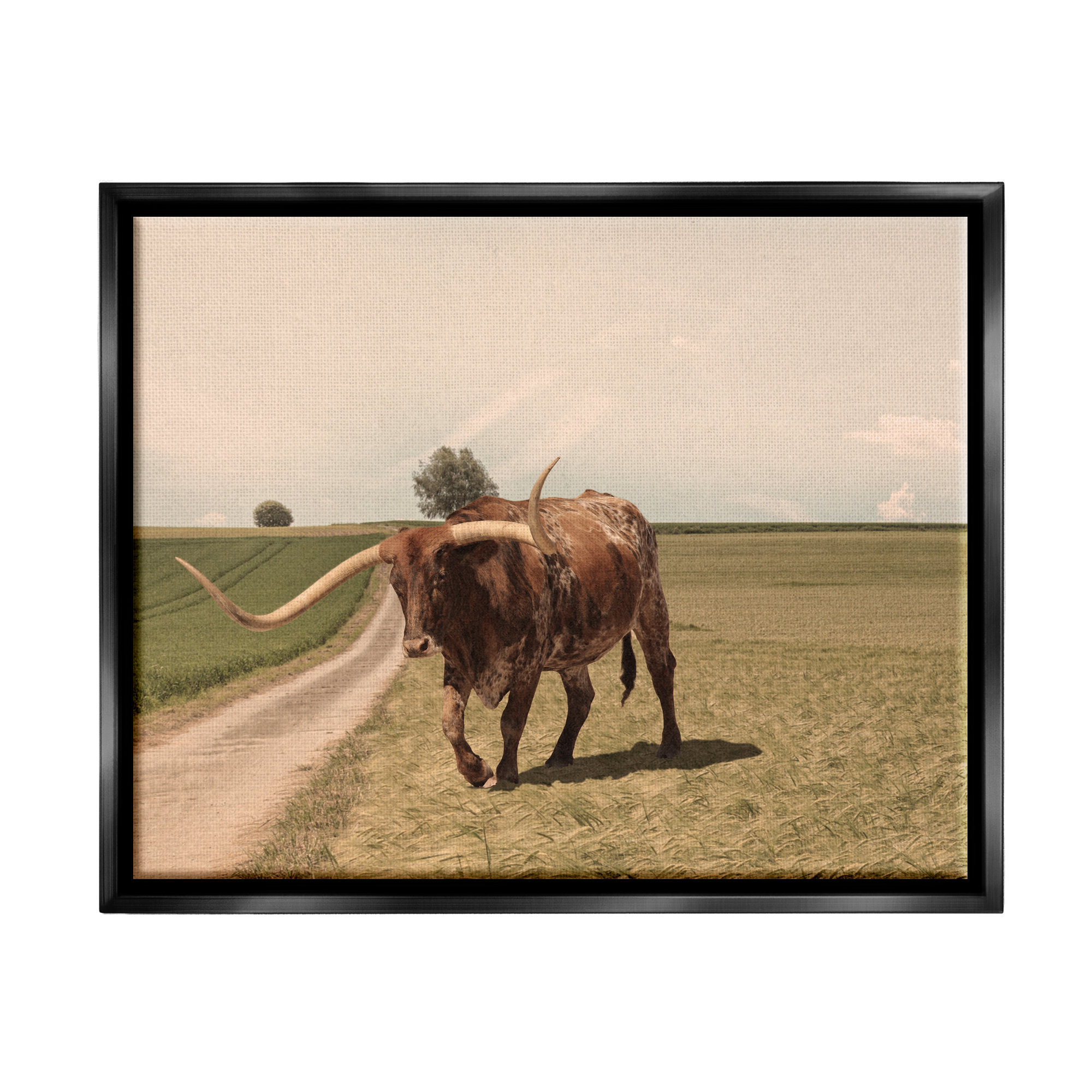 Stupell Industries Longhorn Cattle Grazing Scenic Countryside Landscape Photograph Jet Black Floating Framed Canvas Print Wall Art, Design by Marcus Prime