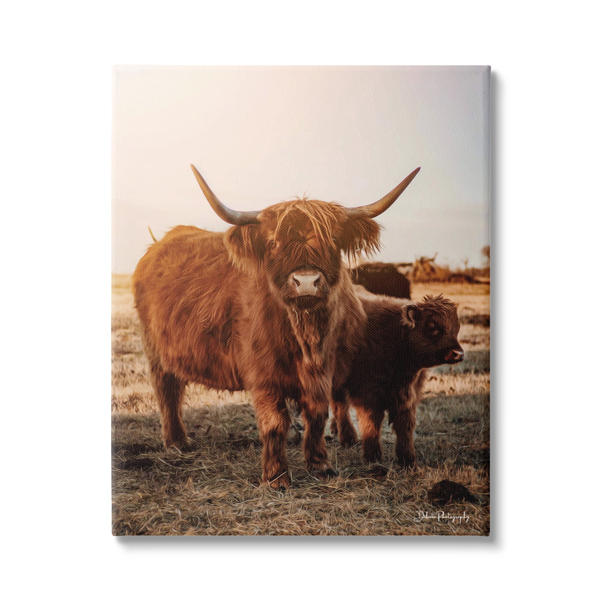 Stupell Industries Longhorn Highland Cattle Cow Warm Sunrise Morning Photograph Gallery Wrapped Canvas Print Wall Art, Design by Dakota Diener