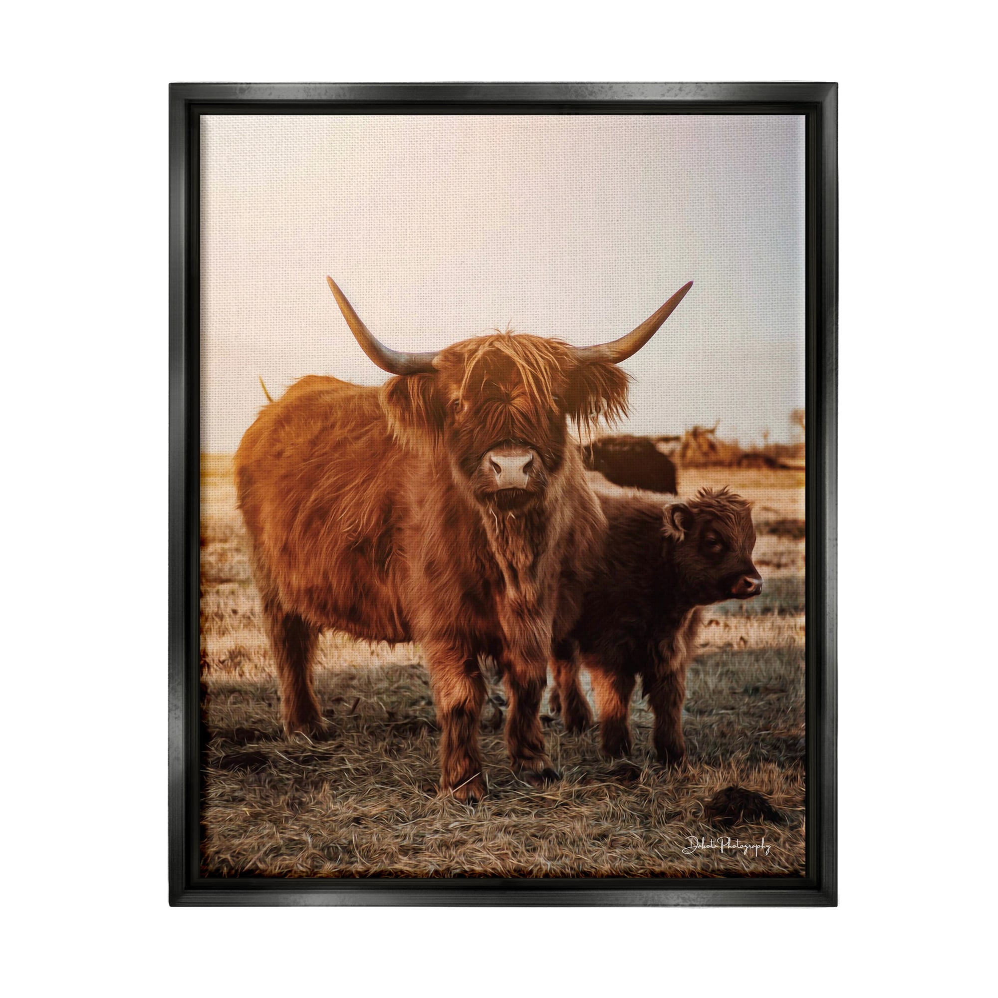 Stupell Industries Longhorn Highland Cattle Cow Warm Sunrise Morning Photograph Jet Black Floating Framed Canvas Print Wall Art, Design by Dakota Diener