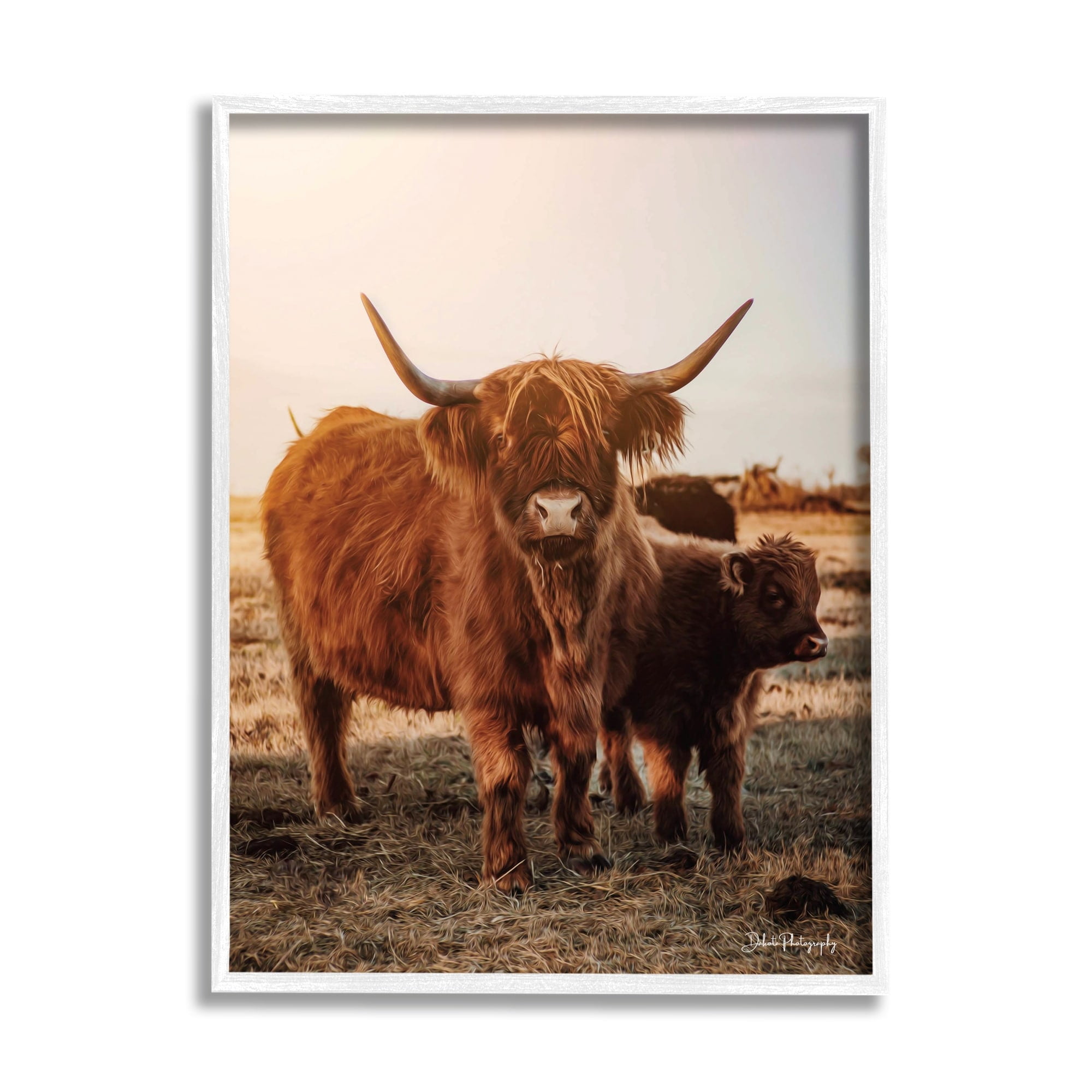 Stupell Industries Longhorn Highland Cattle Cow Warm Sunrise Morning Photograph White Framed Art Print Wall Art, Design by Dakota Diener