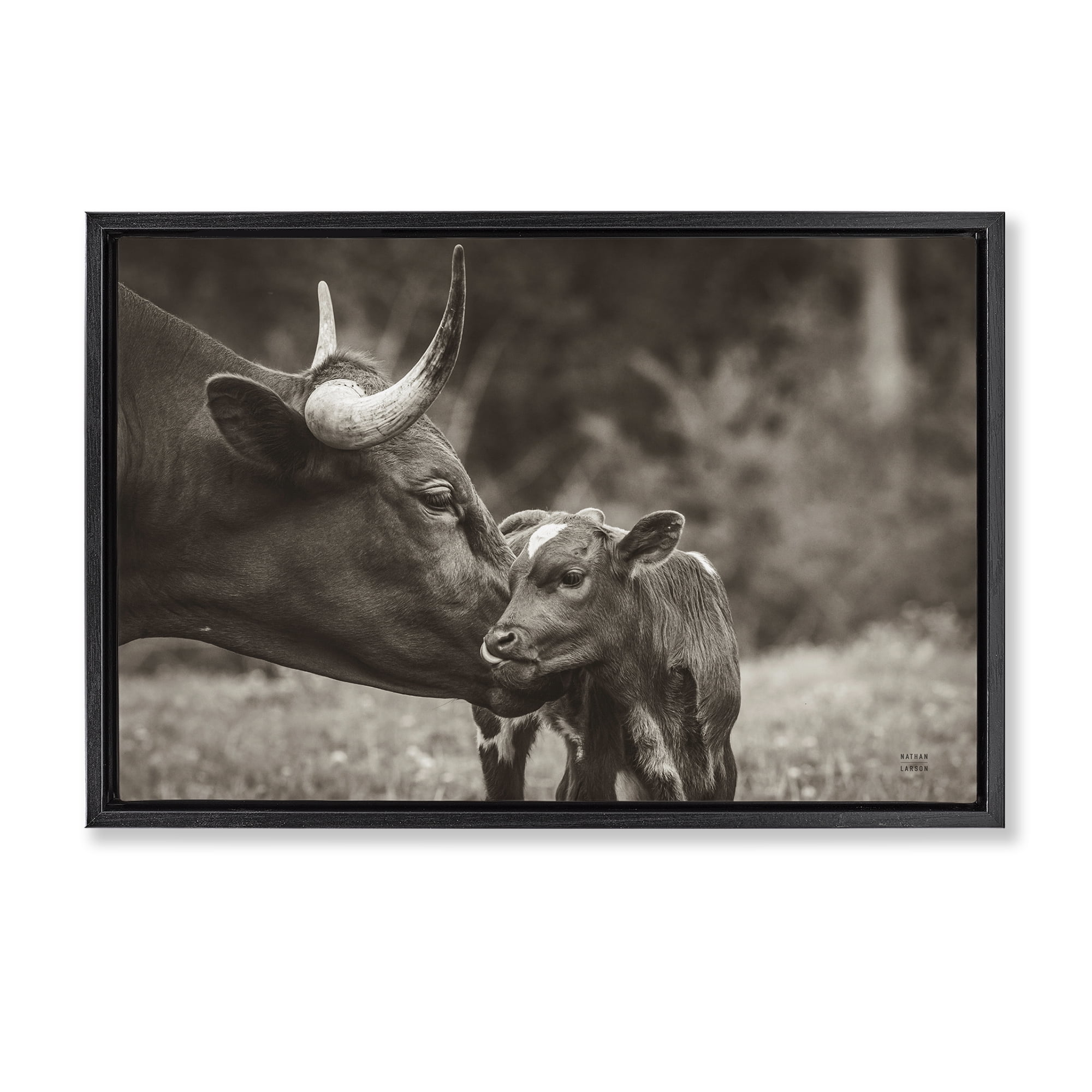 Stupell Industries Longhorn Kiss Photography Animals Photography Black Floater Framed Canvas Art Print Wall Art, 31 x 21