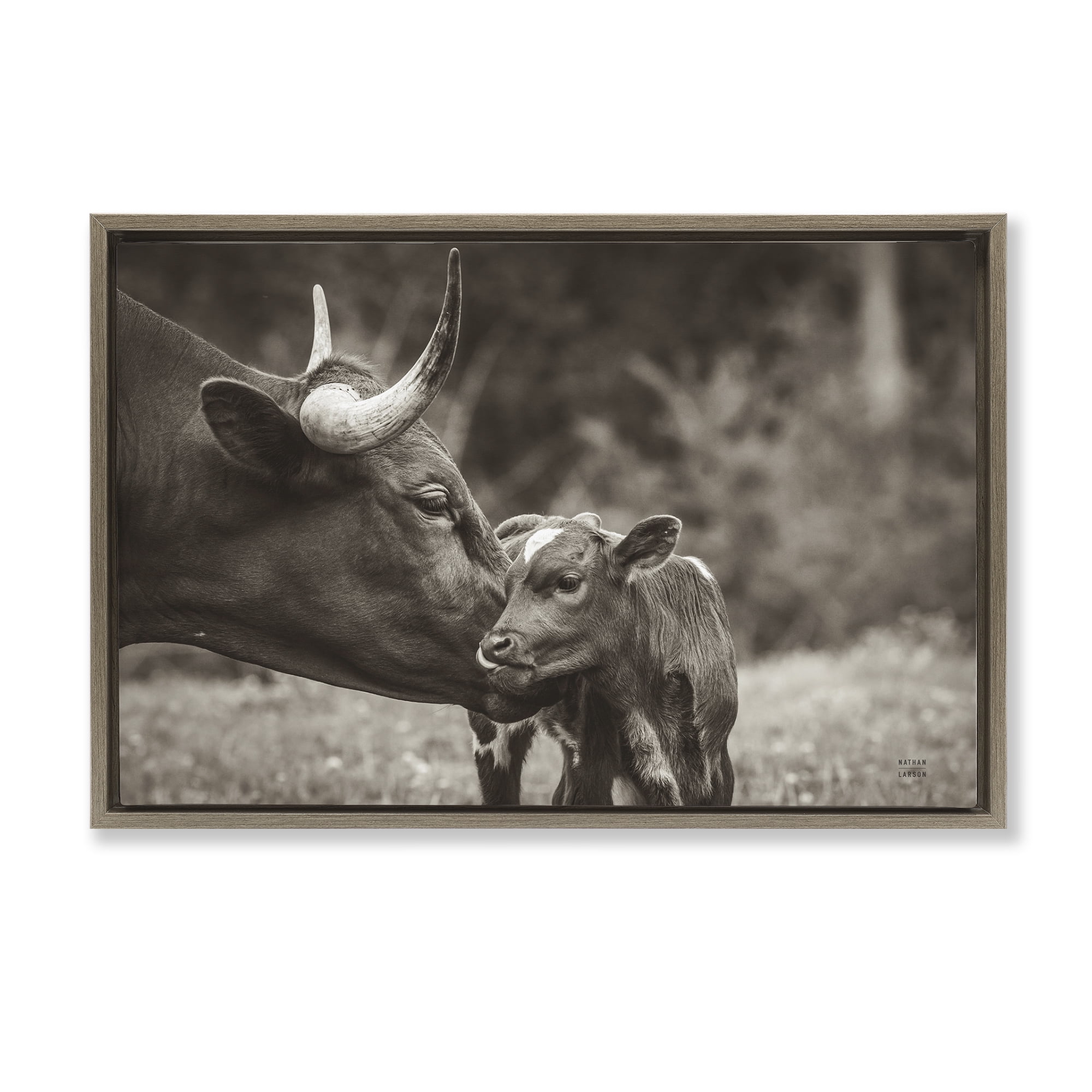 Stupell Industries Longhorn Kiss Photography Animals Photography Brown Floater Framed Canvas Art Print Wall Art, 31 x 21