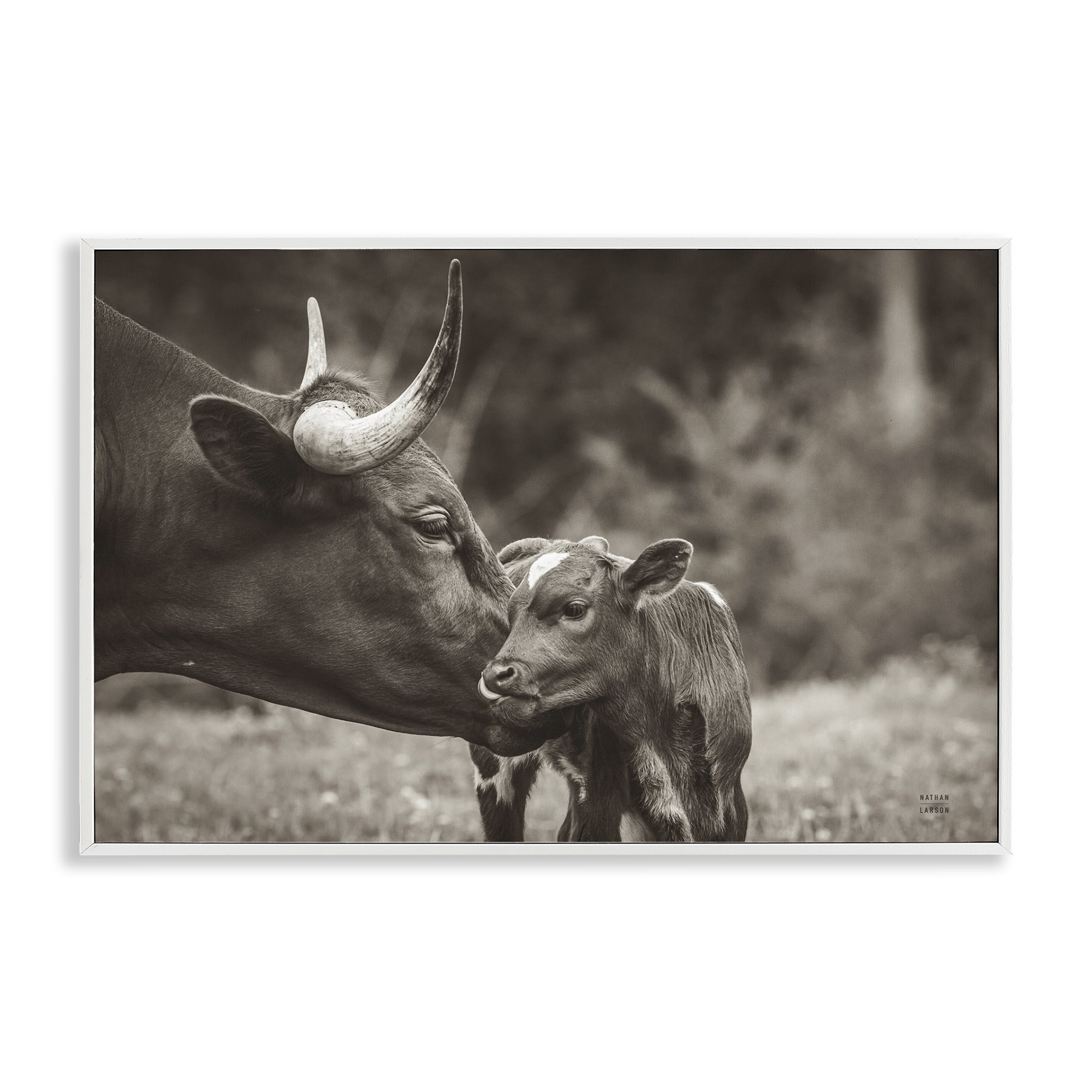 Stupell Industries Longhorn Kiss Photography Animals Photography White Framed Art Print Wall Art, 24 x 16