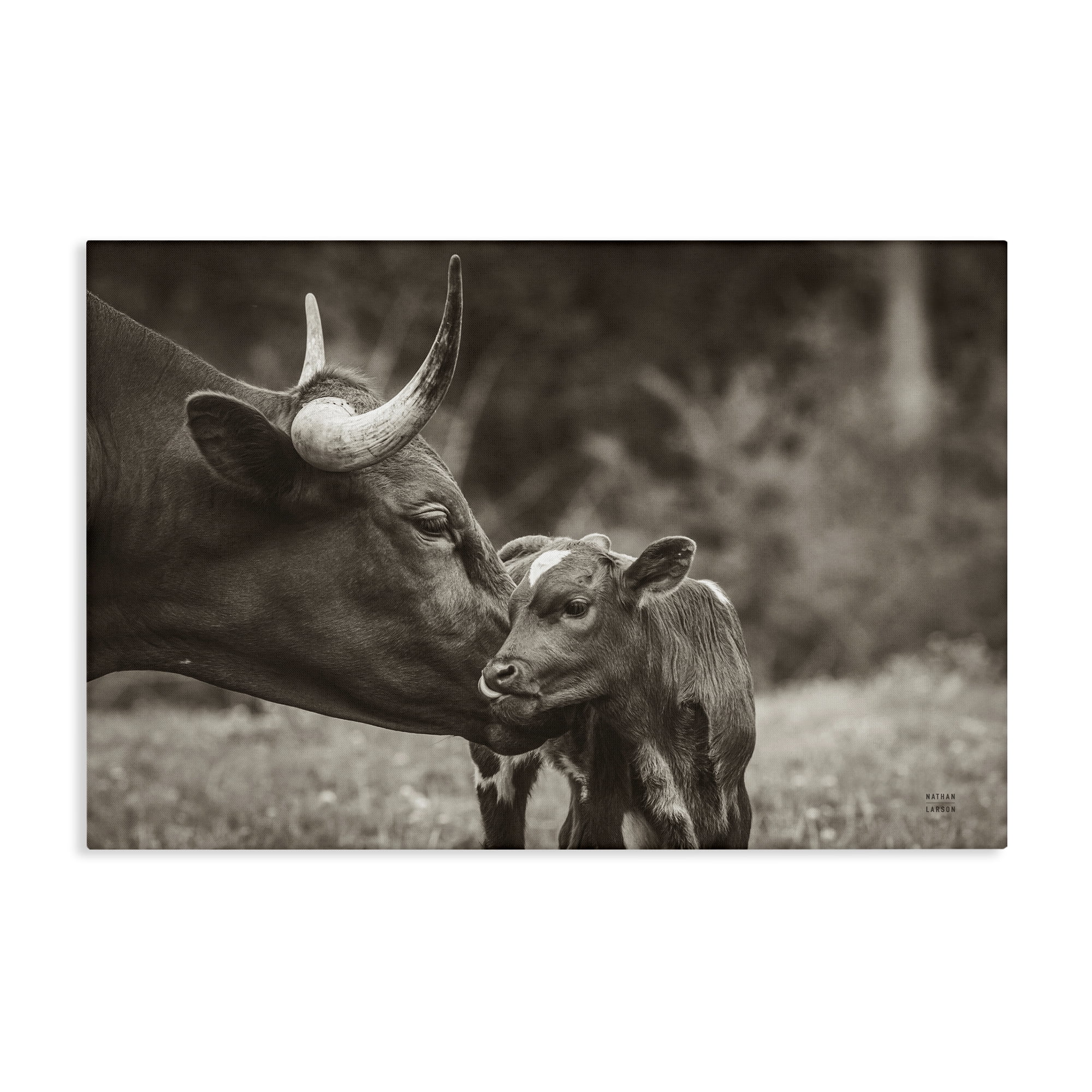 Stupell Industries Longhorn Kiss Photography Animals Photography Wrapped Canvas Art Print Wall Art, 24 x 16