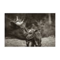 thumbnail image 1 of Stupell Industries Rustic Lodge Longhorn Kiss Photography Canvas Art, 36 x 24, by Nathan Larson, 1 of 8