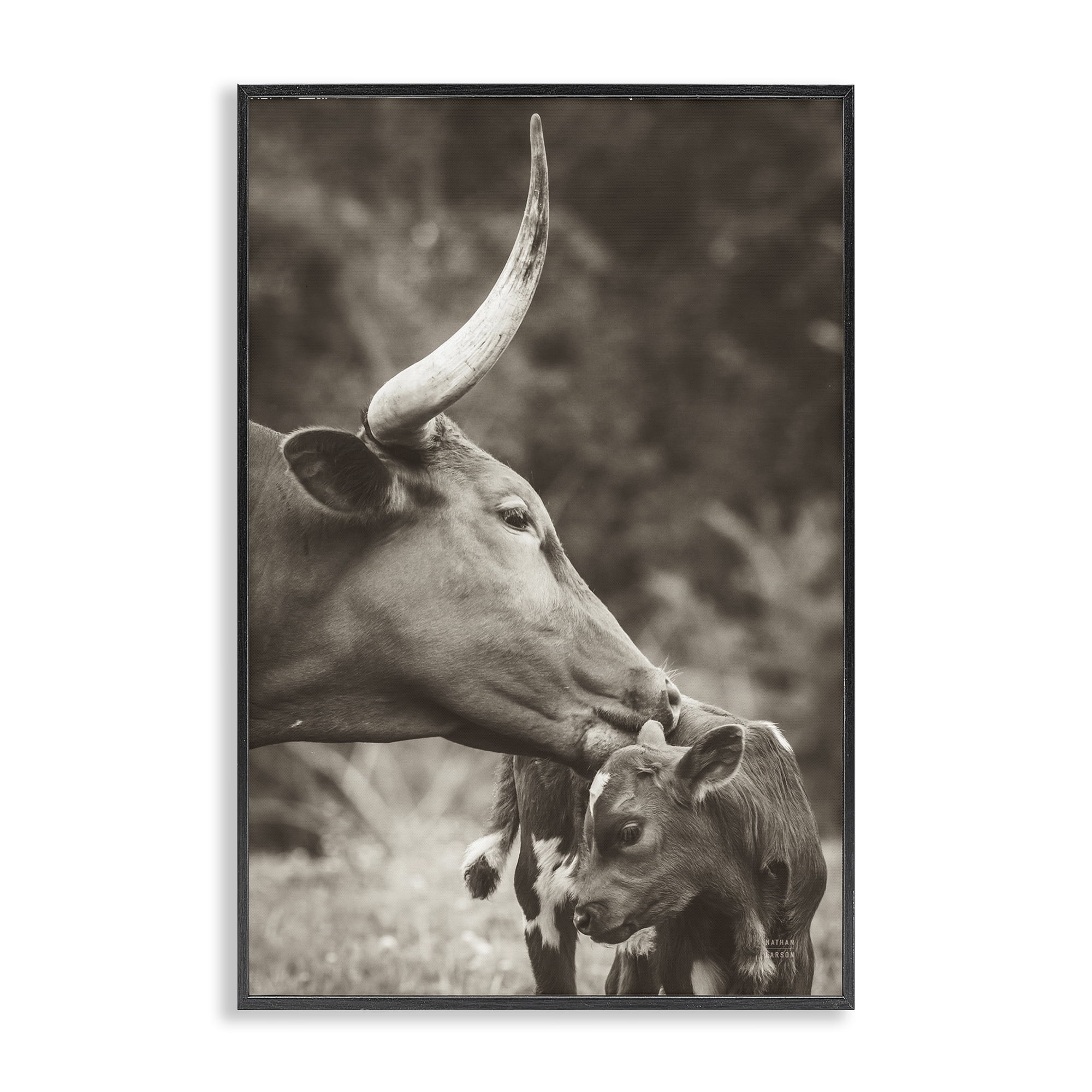 Stupell Industries Longhorn Kissing Baby Animals Photography Black Framed Art Print Wall Art, 12 x 18