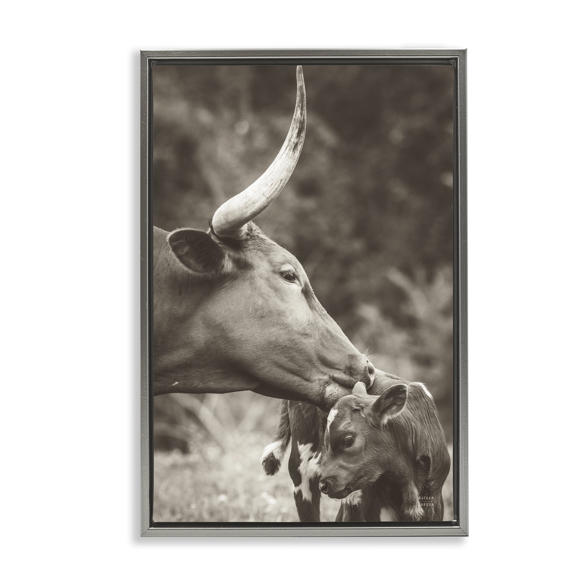 Stupell Industries Longhorn Kissing Baby Animals Photography Gray Floater Framed Canvas Art Print Wall Art, 17 x 25