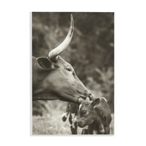 Stupell Industries Longhorn Kissing Baby Animals Photography Unframed Art Print Wall Art, 10 x 15