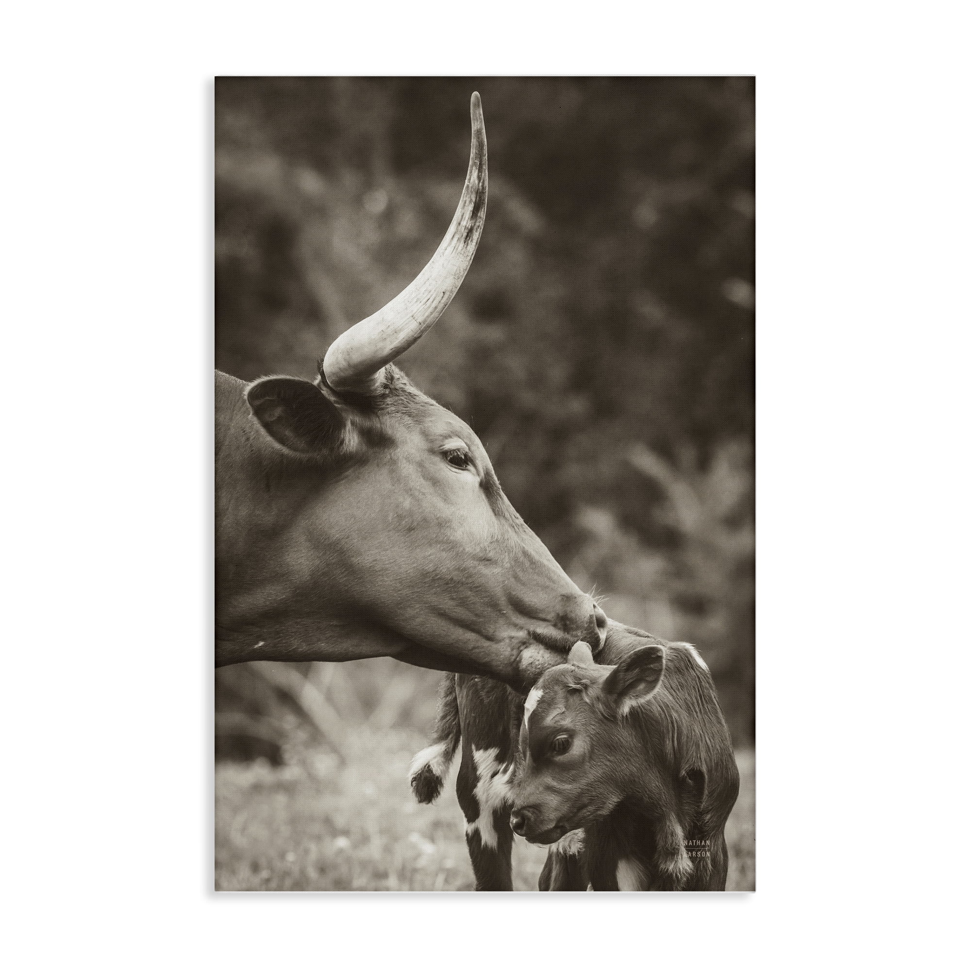 Stupell Industries Longhorn Kissing Baby Animals Photography Wrapped Canvas Art Print Wall Art, 16 x 24