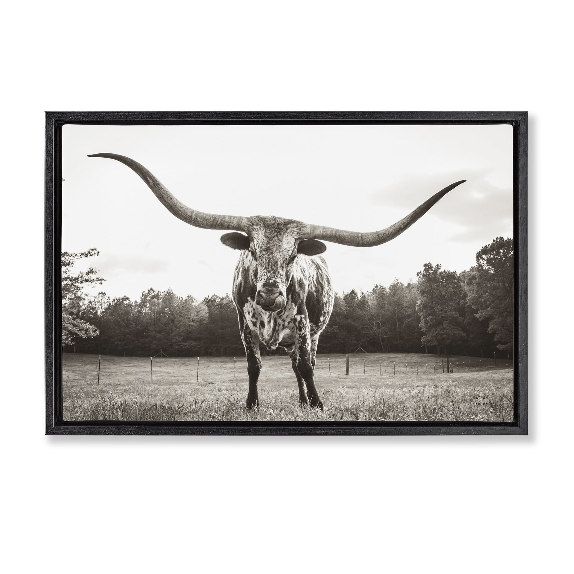 Stupell Industries Longhorn Licking Lips Animals Photography Black Floater Framed Canvas Art Print Wall Art, 25 x 17