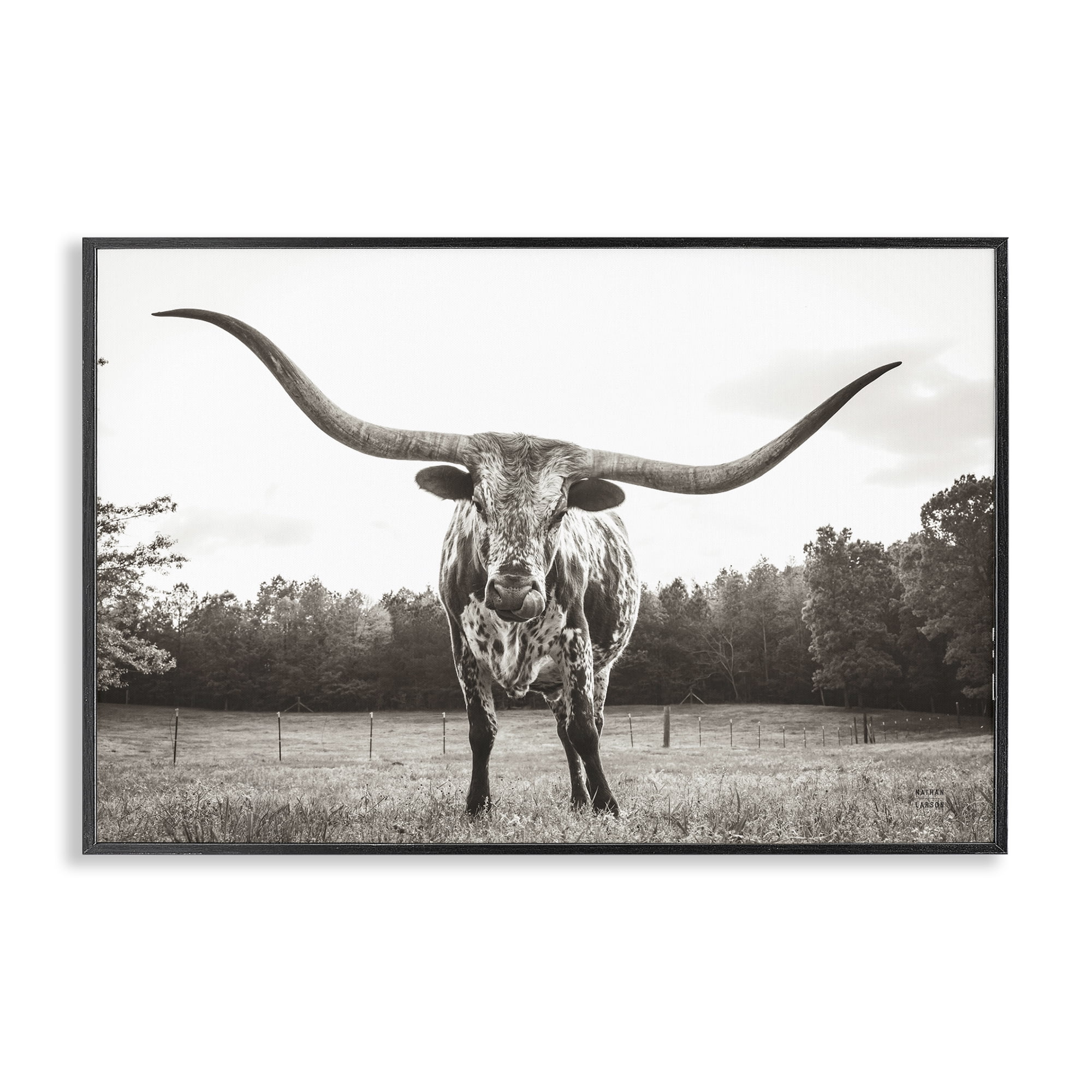 Stupell Industries Longhorn Licking Lips Animals Photography Black Framed Art Print Wall Art, 24 x 16