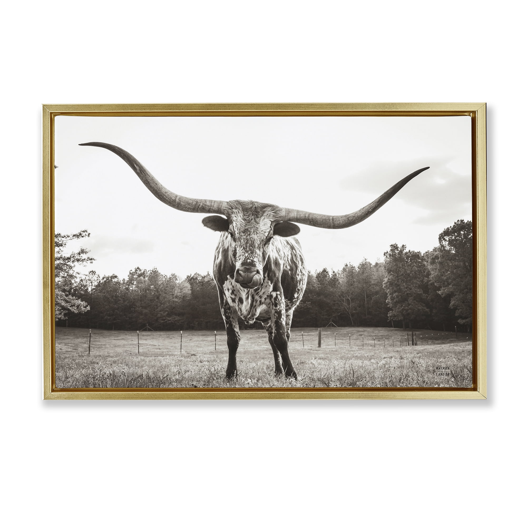 Stupell Industries Longhorn Licking Lips Animals Photography Gold Floater Framed Canvas Art Print Wall Art, 25 x 17