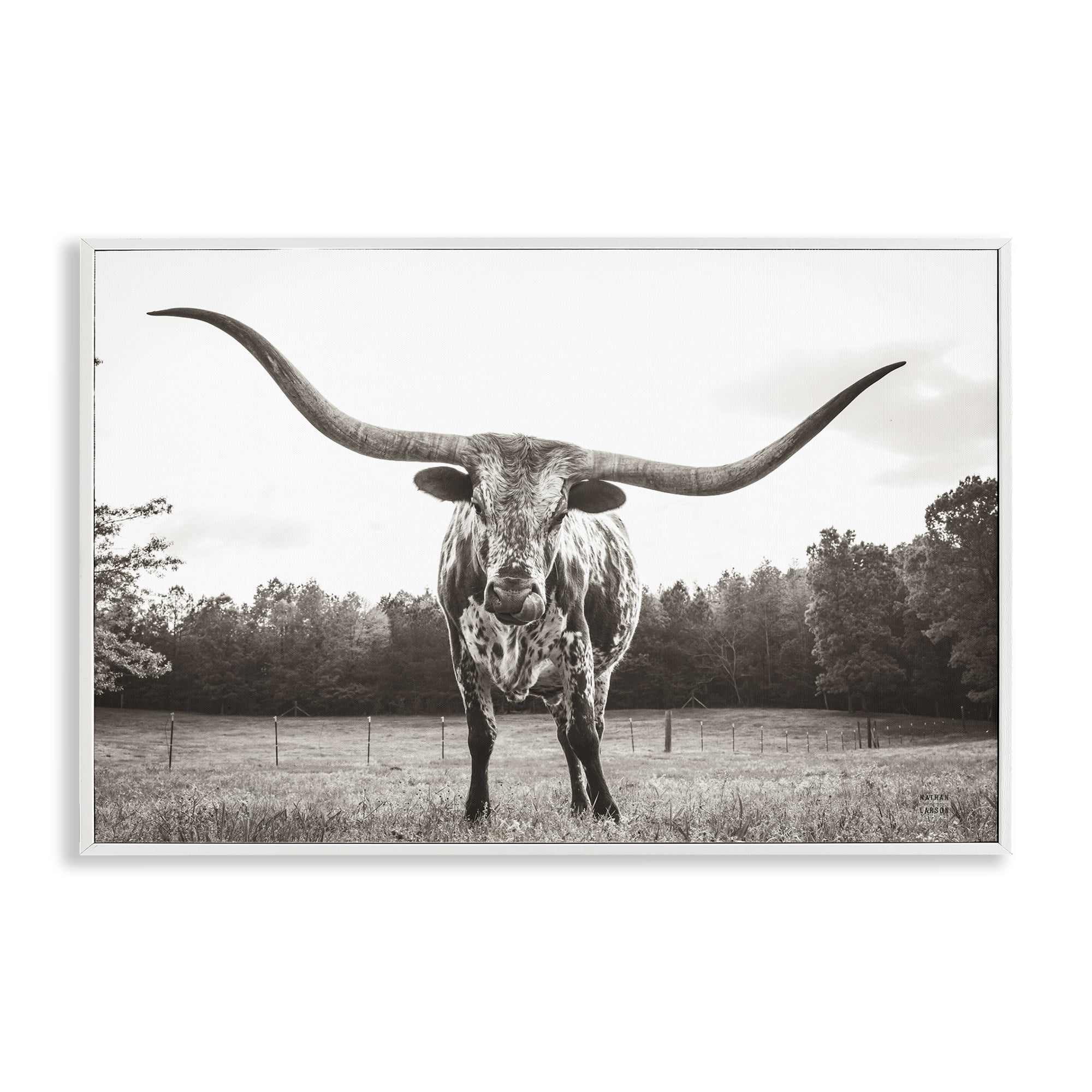 Stupell Industries Longhorn Licking Lips Animals Photography White Framed Art Print Wall Art, 24 x 16
