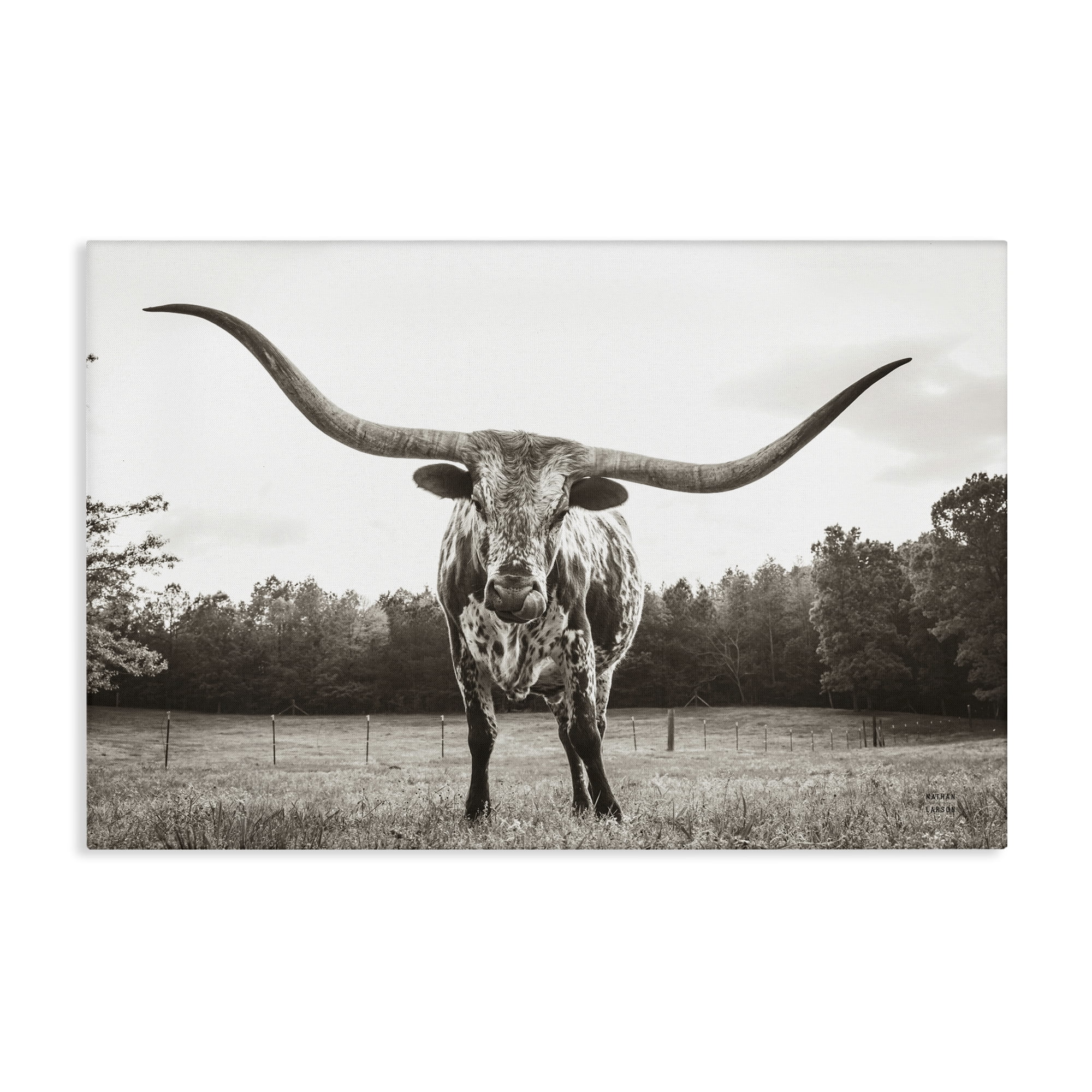 Stupell Industries Longhorn Licking Lips Animals Photography Wrapped Canvas Art Print Wall Art, 24 x 16