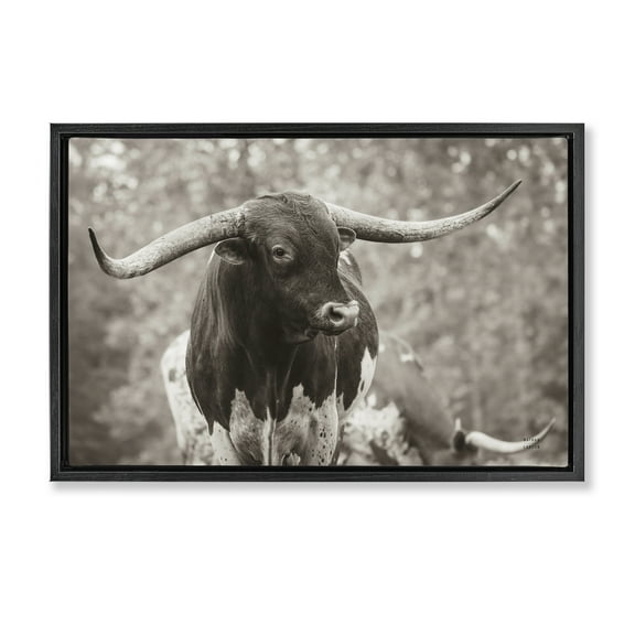 Stupell Industries Longhorn's Gaze Photography Animals Photography Black Floater Framed Canvas Art Print Wall Art, 25 x 17
