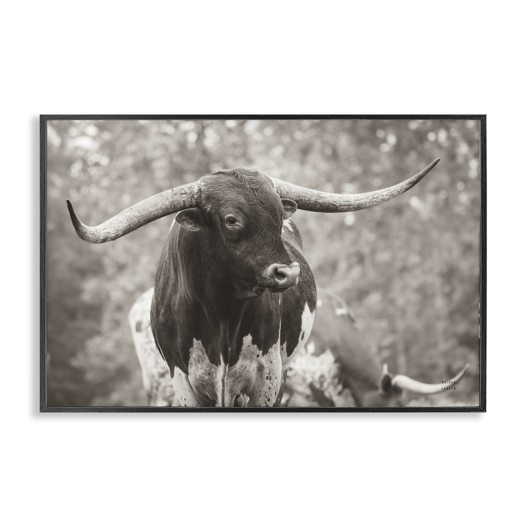 Stupell Industries Longhorn's Gaze Photography Animals Photography Black Framed Art Print Wall Art, 18 x 12
