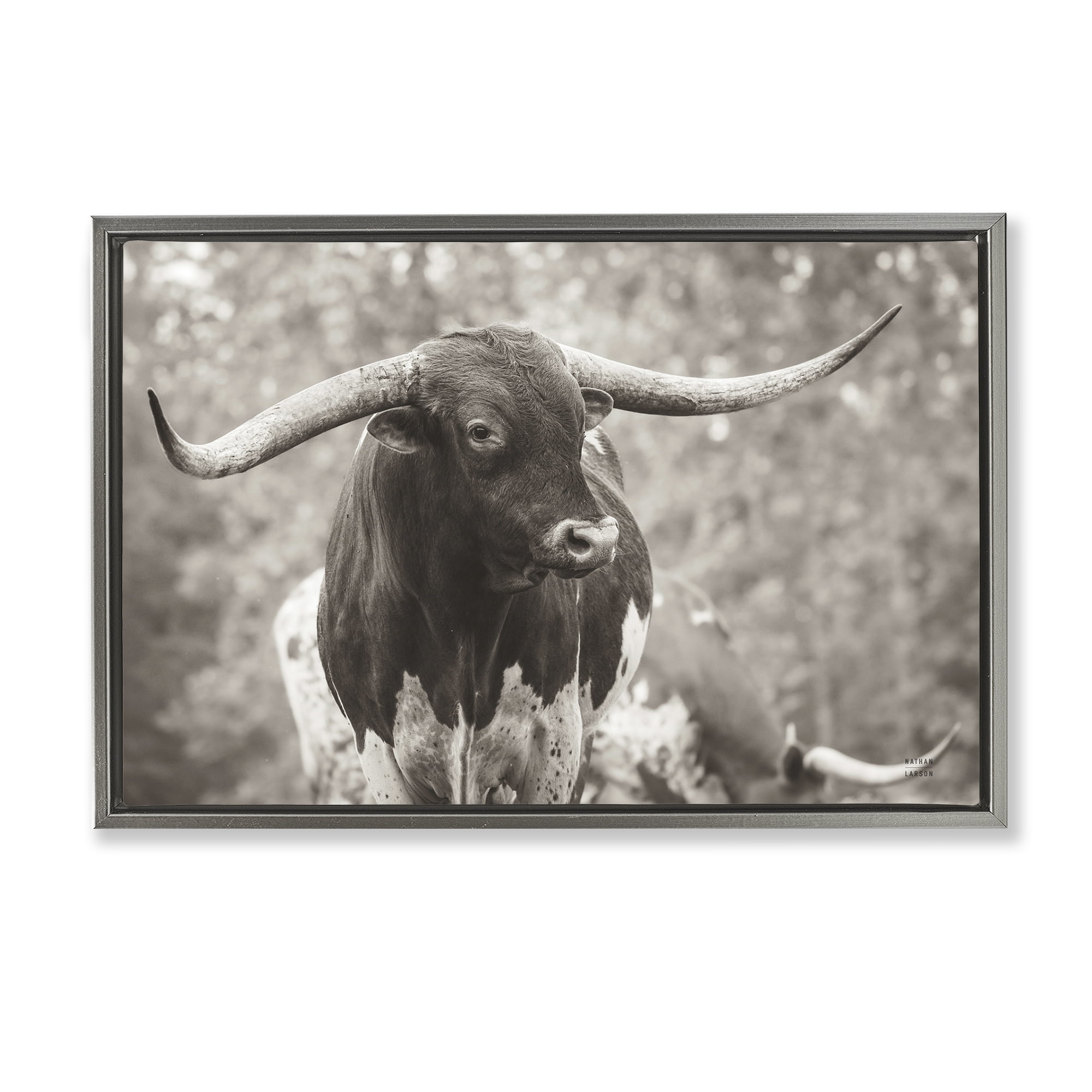 Stupell Industries Longhorn's Gaze Photography Animals Photography Gray Floater Framed Canvas Art Print Wall Art, 25 x 17