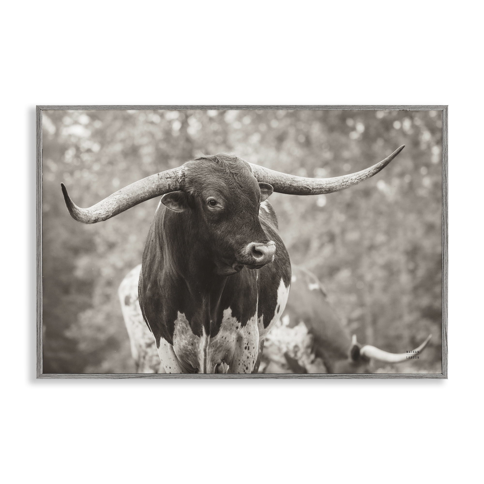 Stupell Industries Longhorn's Gaze Photography Animals Photography Gray Framed Art Print Wall Art, 24 x 16