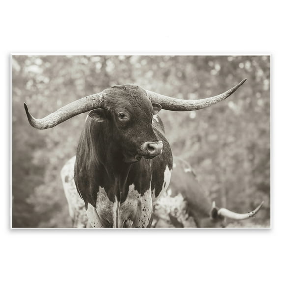 Stupell Industries Longhorn's Gaze Photography Animals Photography Unframed Art Print Wall Art, 15 x 10