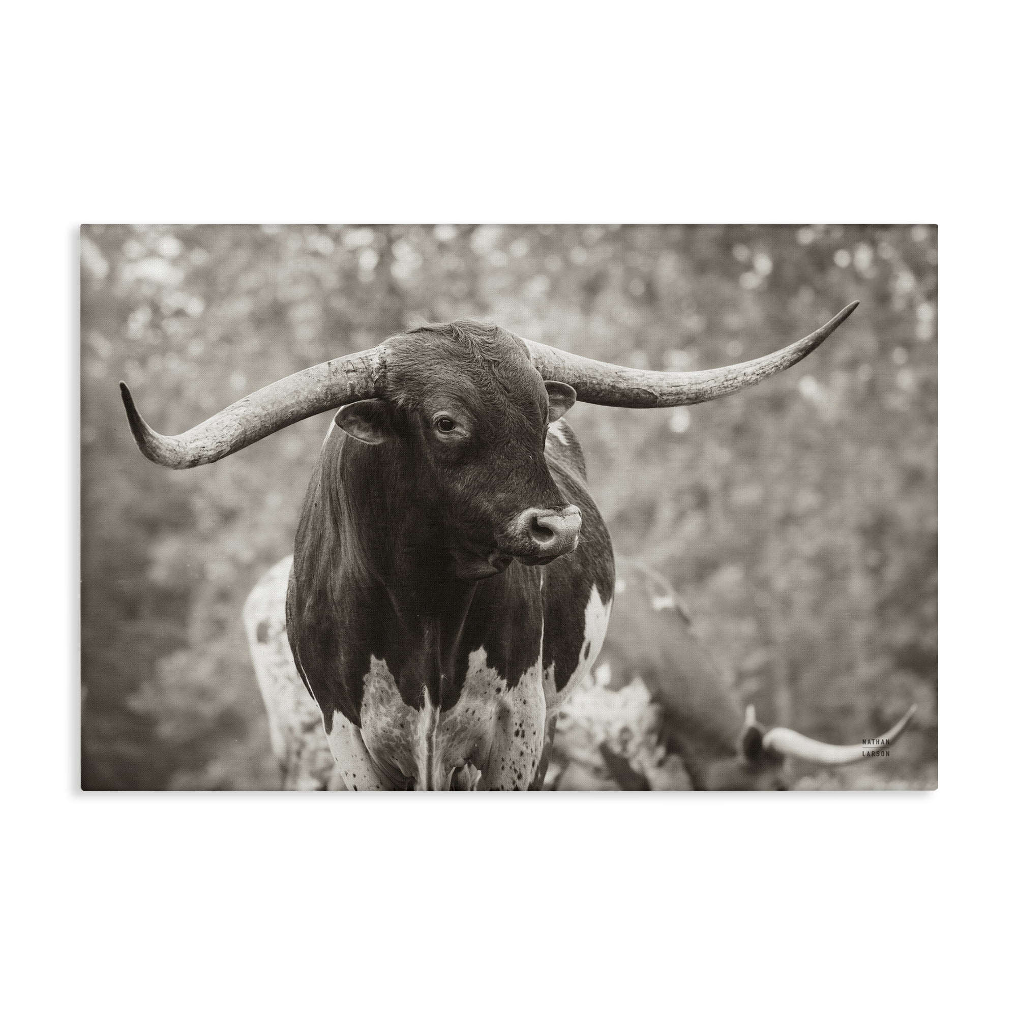 Stupell Industries Longhorn's Gaze Photography Animals Photography Wrapped Canvas Art Print Wall Art, 30 x 20