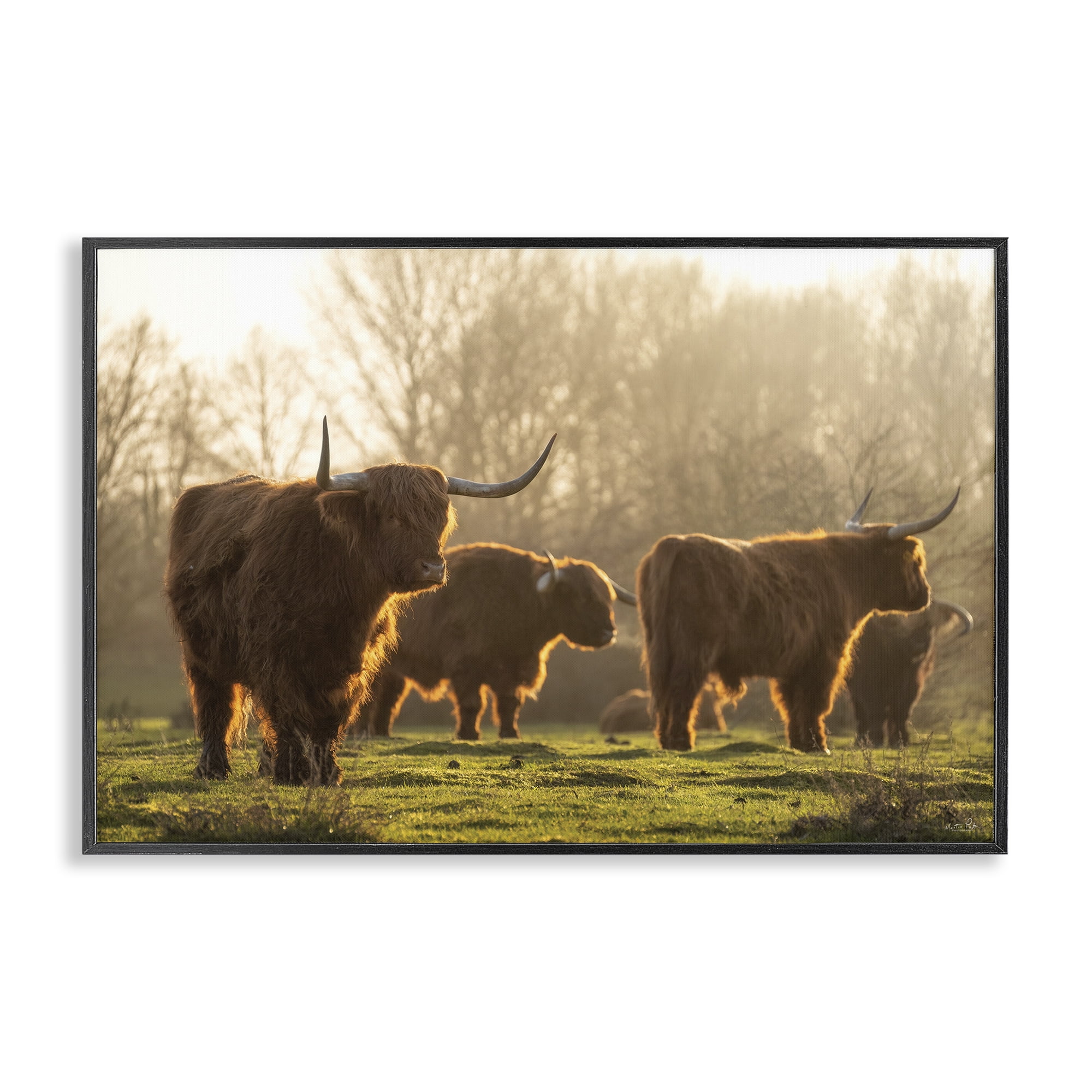 Stupell Industries Longhorns in Foggy Pasture Animals & Insects Photography Black Framed Art Print Wall Art, 24 x 16