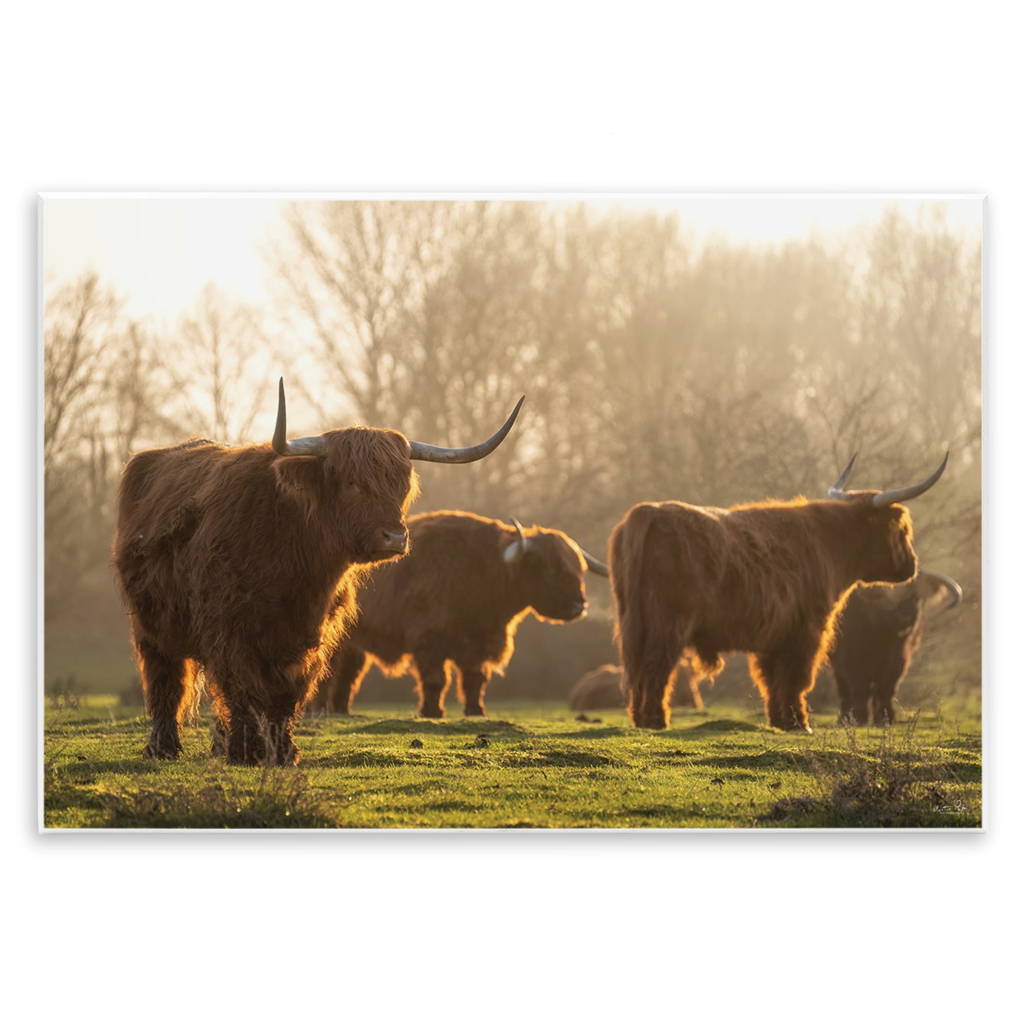 Stupell Industries Longhorns in Foggy Pasture Animals & Insects Photography Unframed Art Print Wall Art, 19 x 13