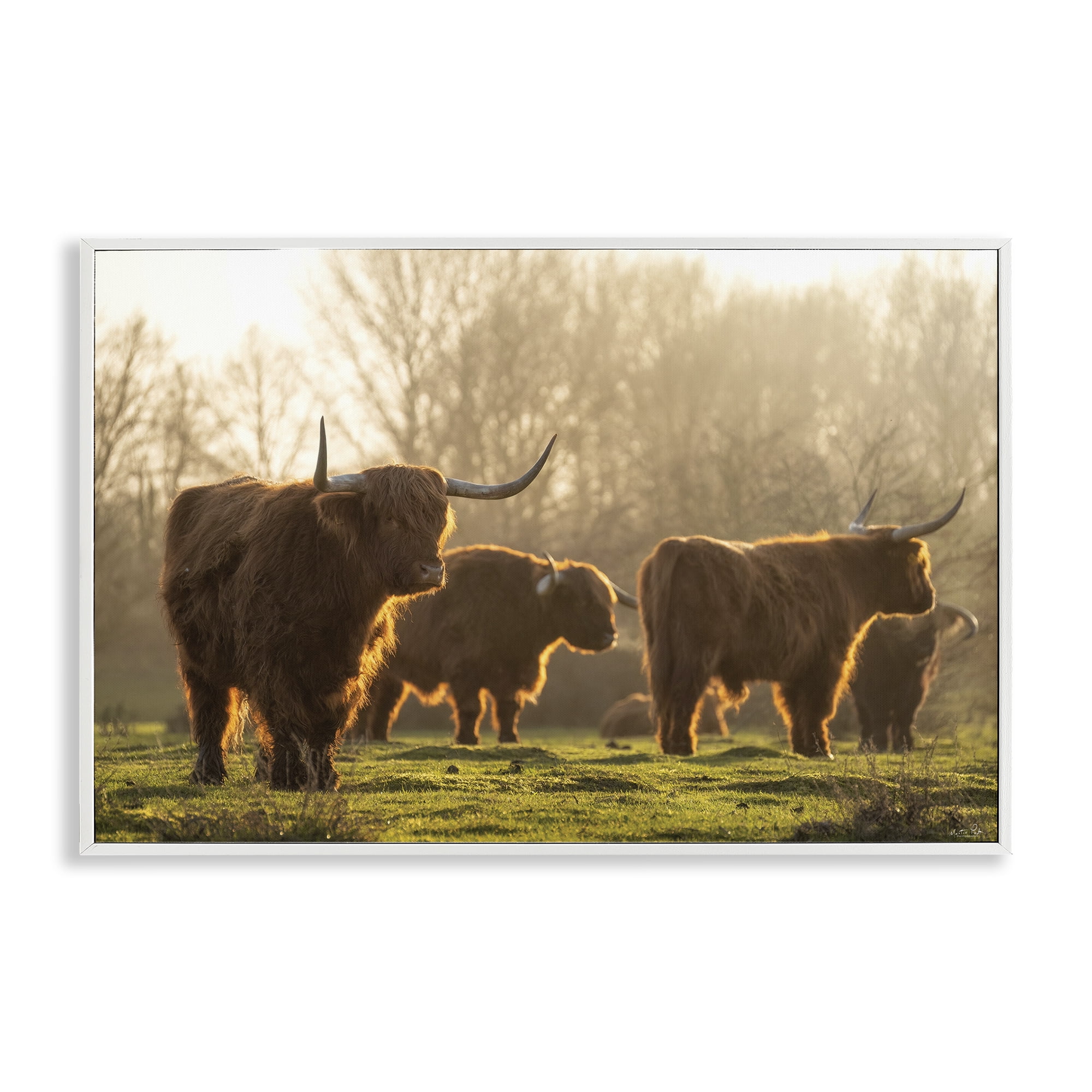 Stupell Industries Longhorns in Foggy Pasture Animals & Insects Photography White Framed Art Print Wall Art, 30 x 20