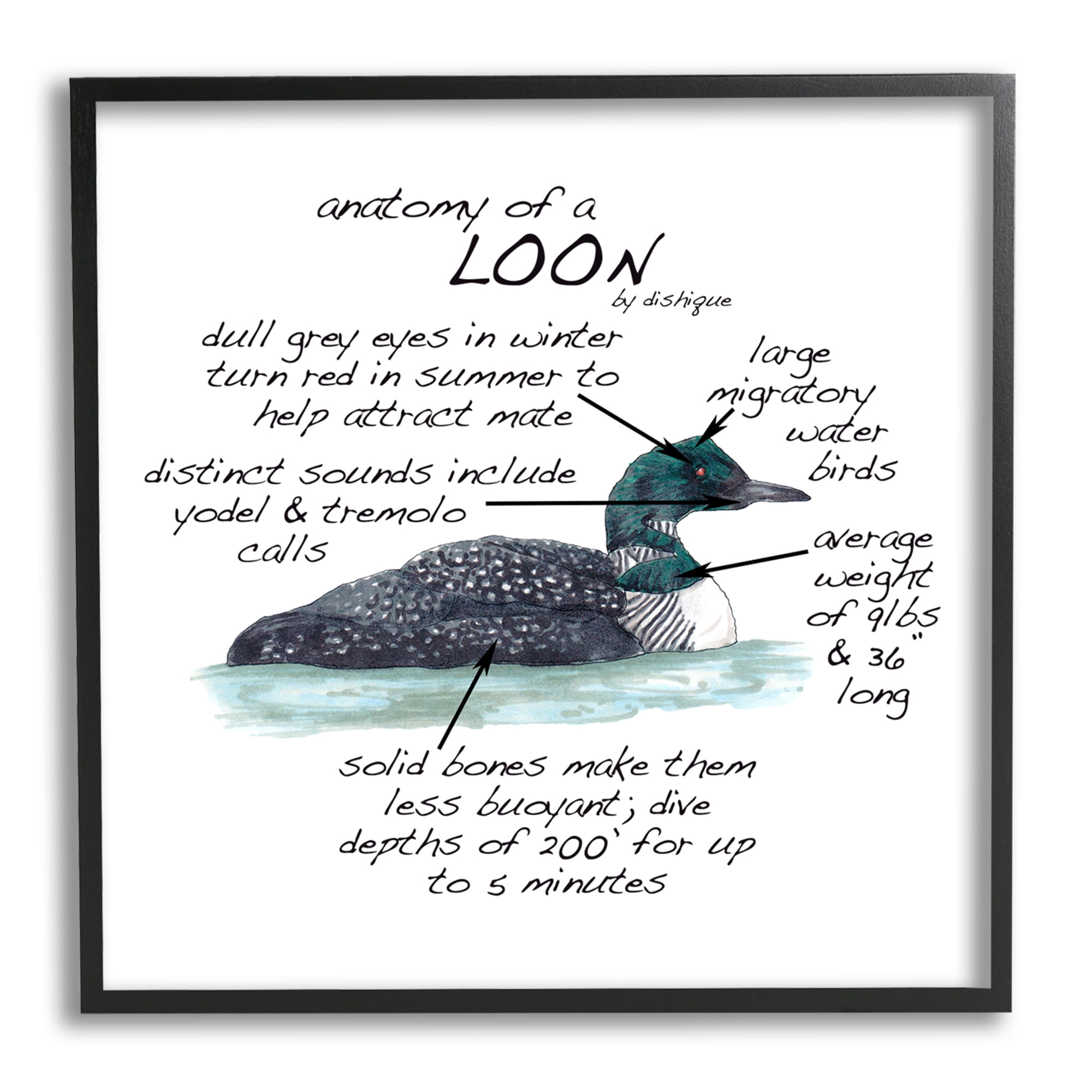 Stupell Industries Loon Water Bird Anatomy Chart Educational Wildlife Facts Graphic Art Black Framed Art Print Wall Art, Design by Dishique