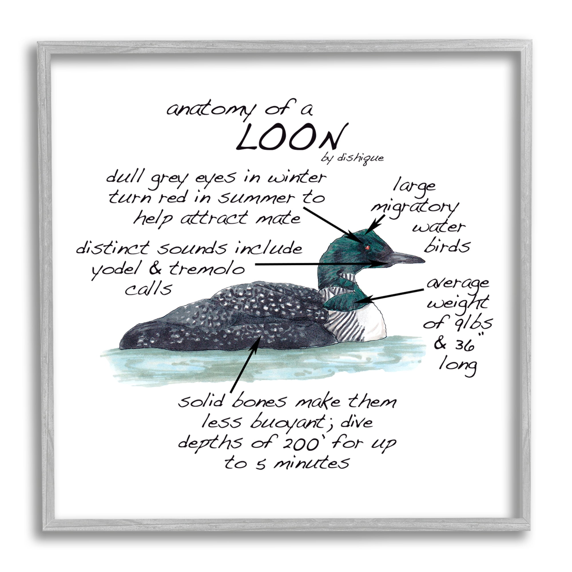 Stupell Industries Loon Water Bird Anatomy Chart Educational Wildlife Facts Graphic Art Gray Framed Art Print Wall Art, Design by Dishique
