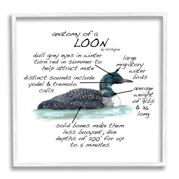 Stupell Industries Loon Water Bird Anatomy Chart Educational Wildlife Facts Graphic Art White Framed Art Print Wall Art, Design by Dishique