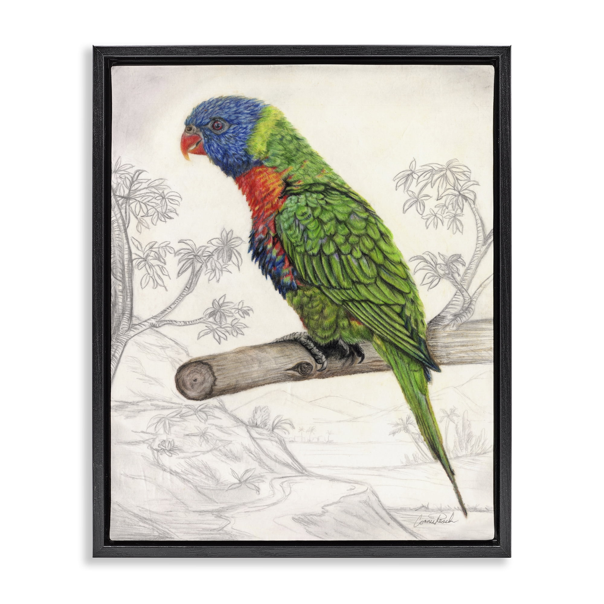 Stupell Industries Lorikeet Sketched Nature Animals & Insects Painting Black Floater Framed Canvas Art Print Wall Art, 25 x 31