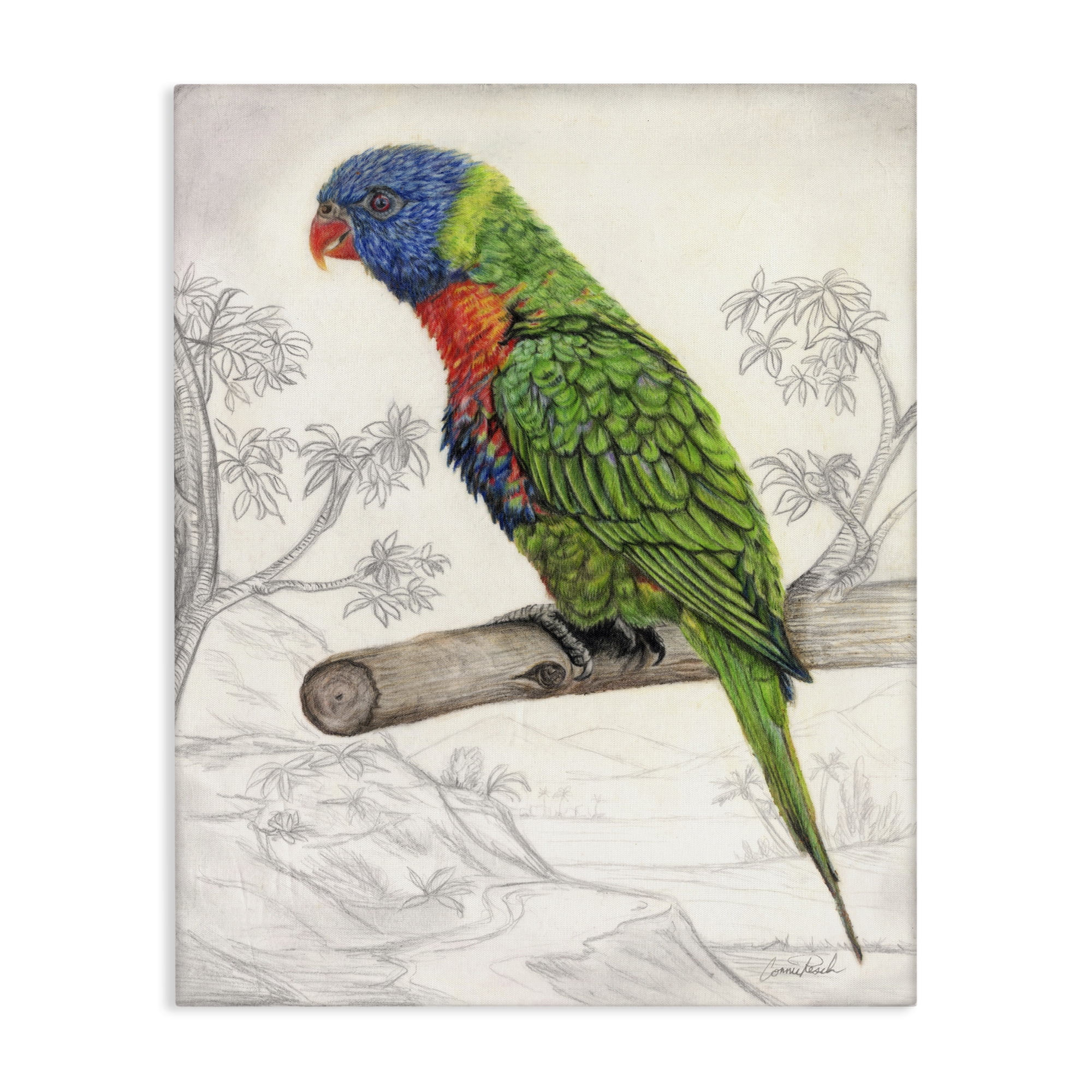 Stupell Industries Lorikeet Sketched Nature Animals & Insects Painting Gallery Wrapped Canvas Art Print Wall Art, 30 x 40