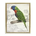 Stupell Industries Lorikeet Sketched Nature Animals & Insects Painting