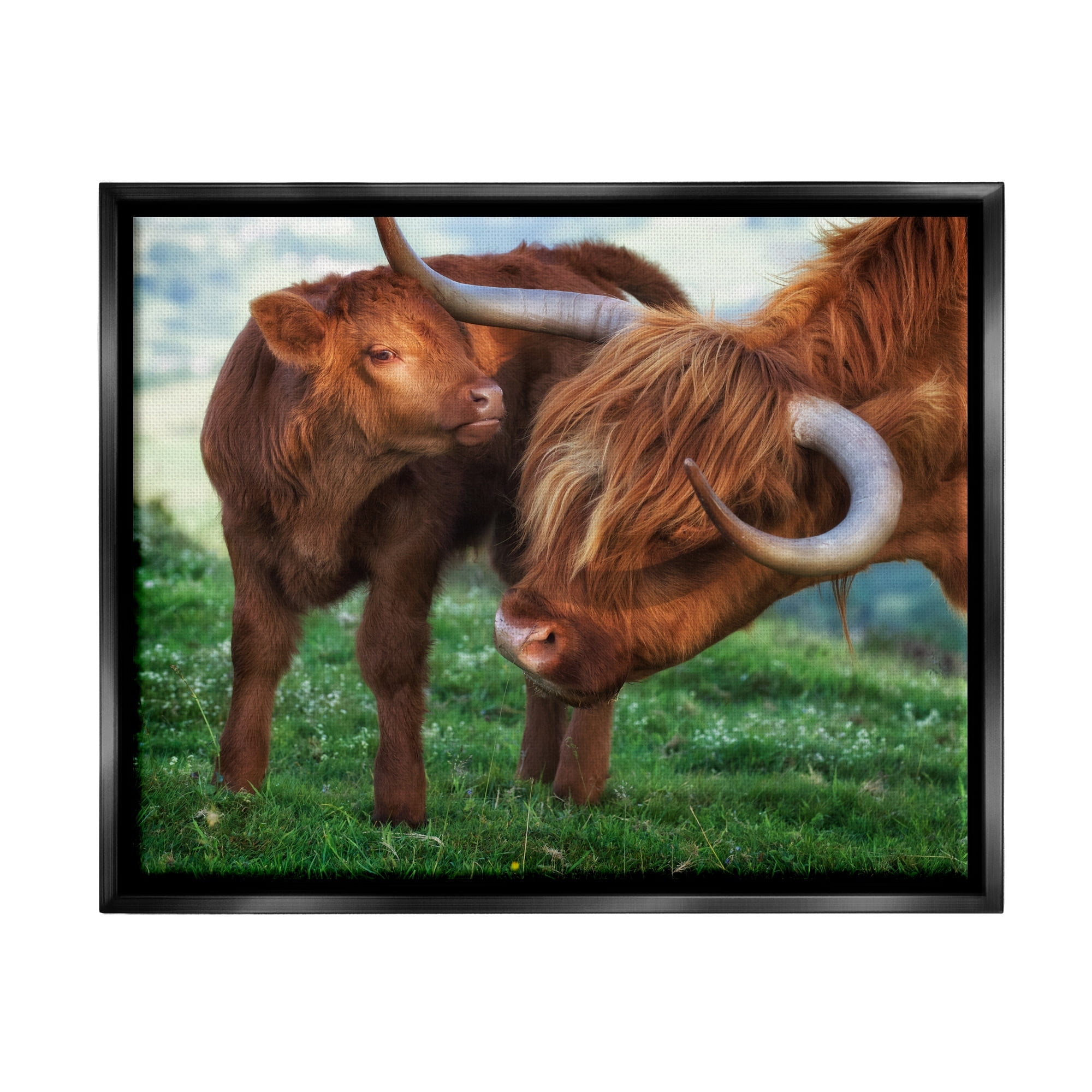 Stupell Industries Loving Longhorn Cattle Nuzzling Calf Heartwarming Animals Photograph Jet Black Floating Framed Canvas Print Wall Art, Design by James Dobson