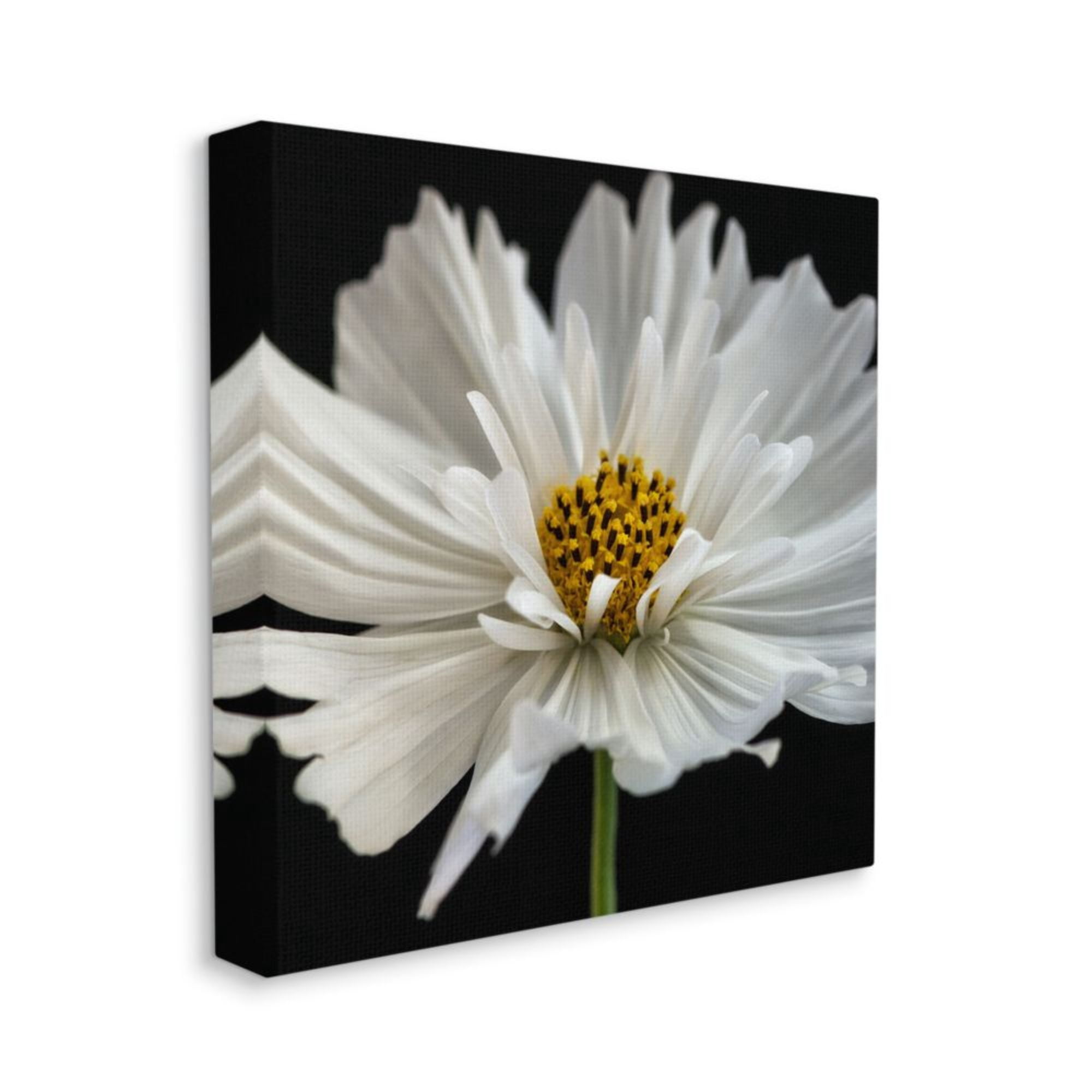 Stupell Industries Luminous White Daisy Fine Floral Details Design by Dianne Poinski, 30" x 30"