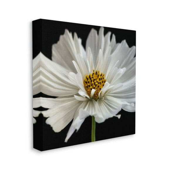 Stupell Industries Luminous White Daisy Fine Floral Details Design by Dianne Poinski, 36" x 36"