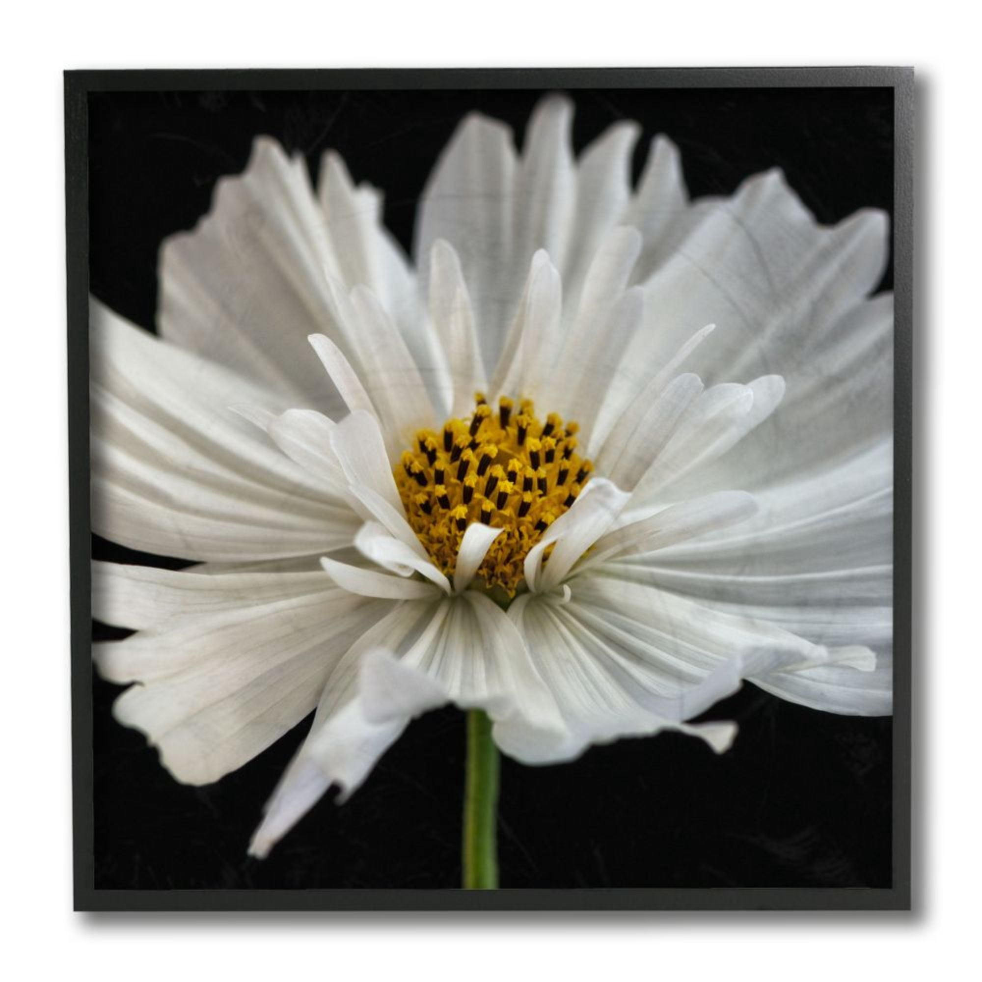 Stupell Industries Luminous White Daisy Fine Floral Details Design by Dianne Poinski