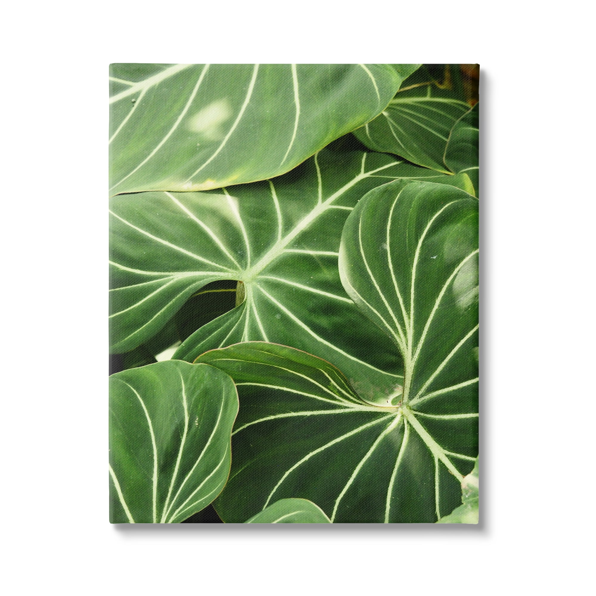 Stupell Industries Lush Green Leaves Vegetation Tropical Plant Photography Photograph Gallery Wrapped Canvas Print Wall Art, Design by Gail Peck