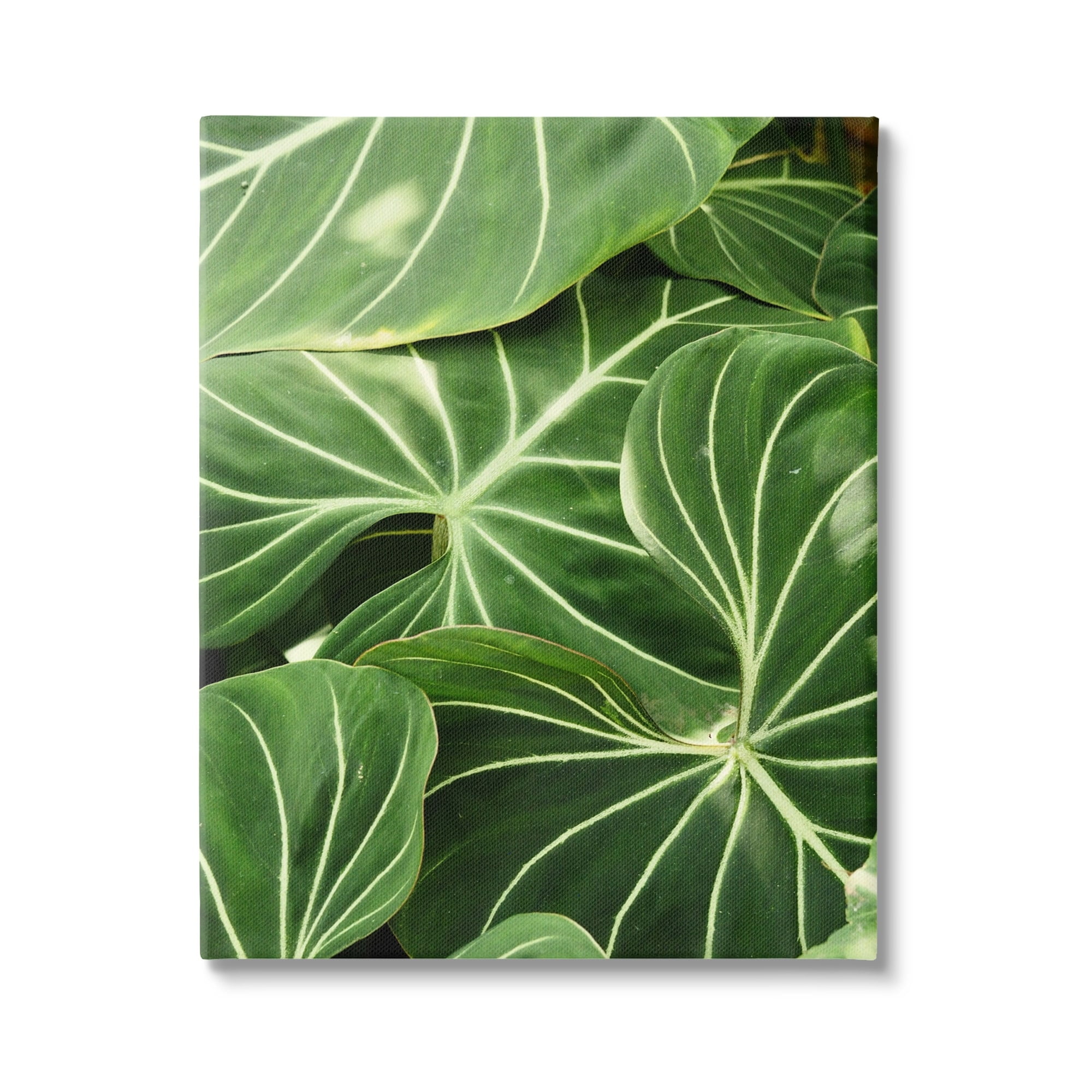 Stupell Industries Lush Green Leaves Vegetation Tropical Plant Photography Photograph Gallery Wrapped Canvas Print Wall Art, Design by Gail Peck