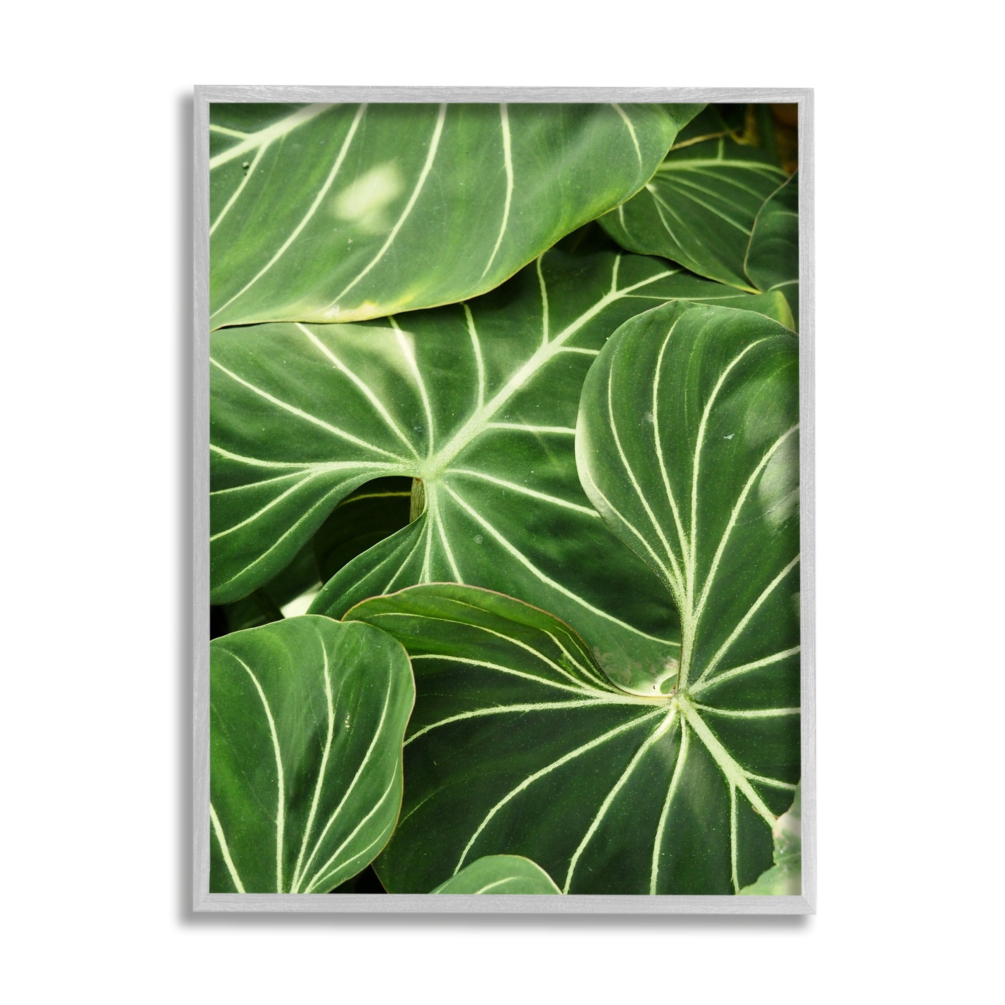 Stupell Industries Lush Green Leaves Vegetation Tropical Plant Photography Photograph Gray Framed Art Print Wall Art, Design by Gail Peck