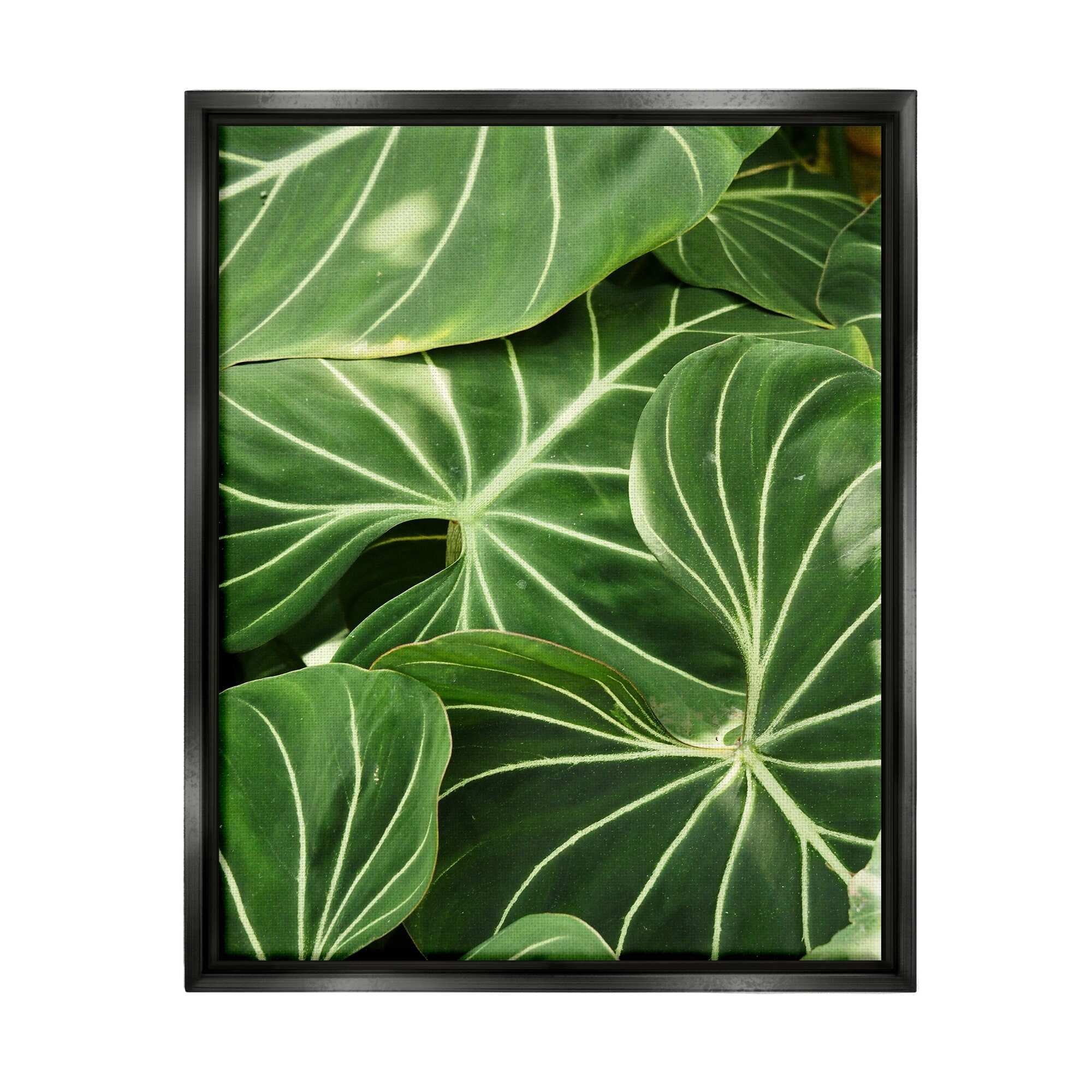 Stupell Industries Lush Green Leaves Vegetation Tropical Plant Photography Photograph Jet Black Floating Framed Canvas Print Wall Art, Design by Gail Peck