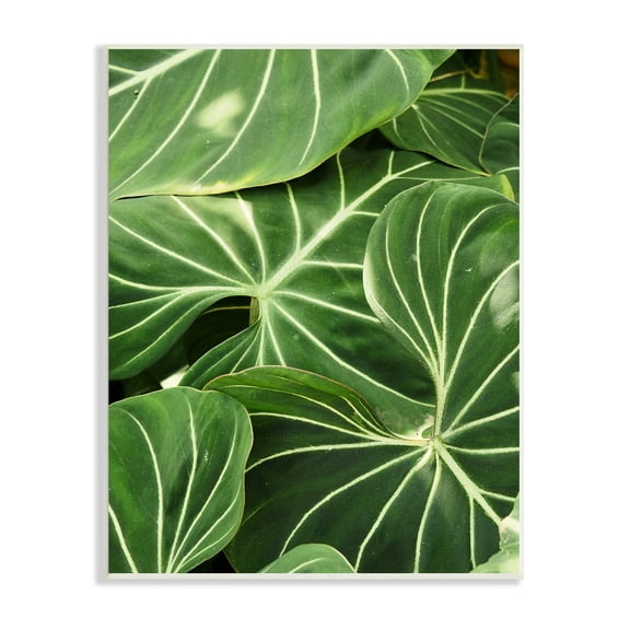 Stupell Industries Lush Green Leaves Vegetation Tropical Plant Photography Photograph Unframed Art Print Wall Art, Design by Gail Peck